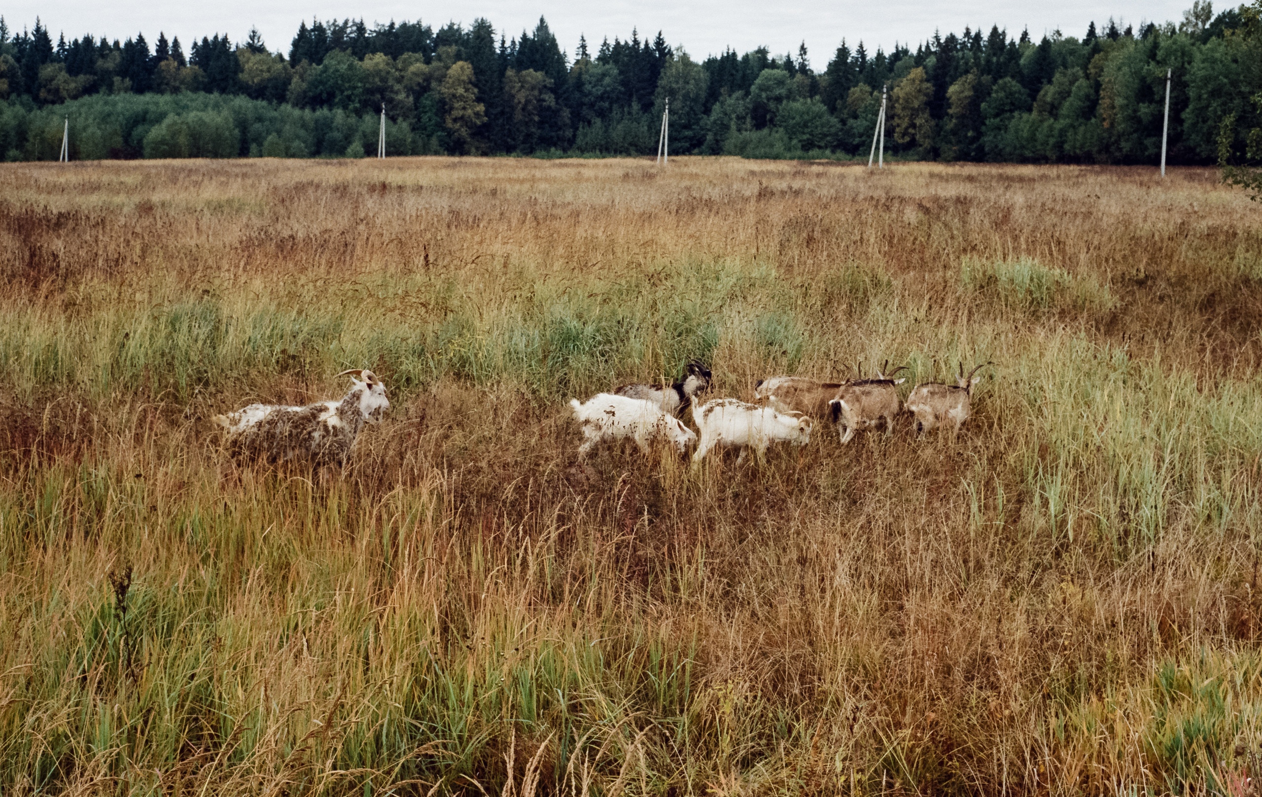 Kodak Retina IIIc — Retina Xenon C 50 mm f2.0 / Kodak Vision 3 250D