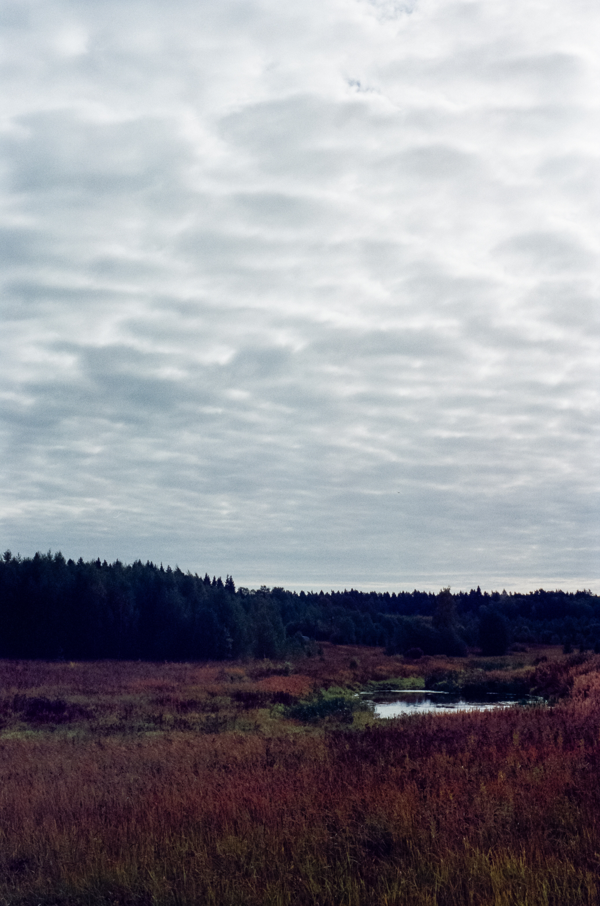 Kodak Retina IIIc — Retina Xenon C 50 mm f2.0 / Kodak Vision 3 250D