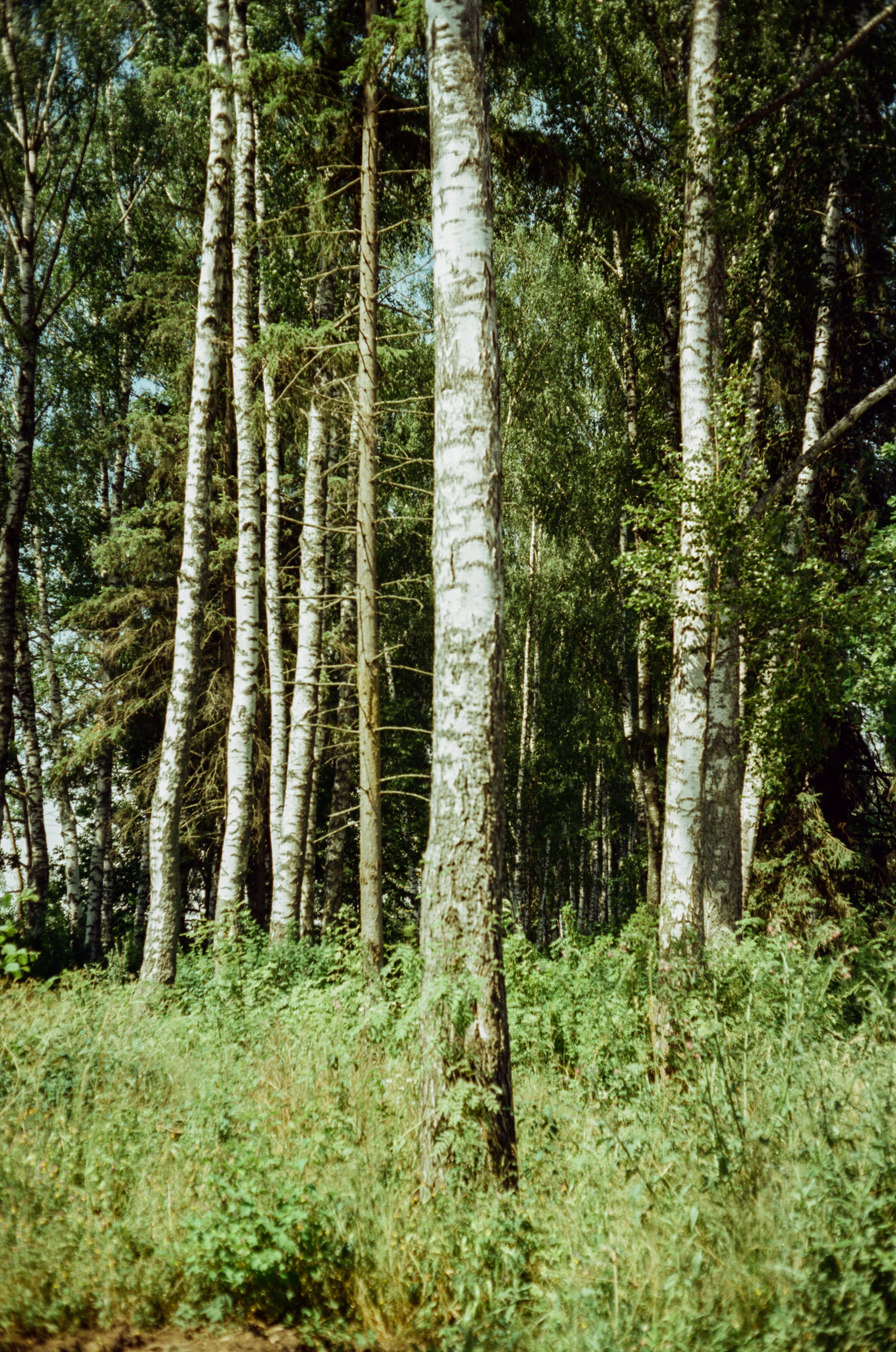 Canon Canonet QL17 G-III QL