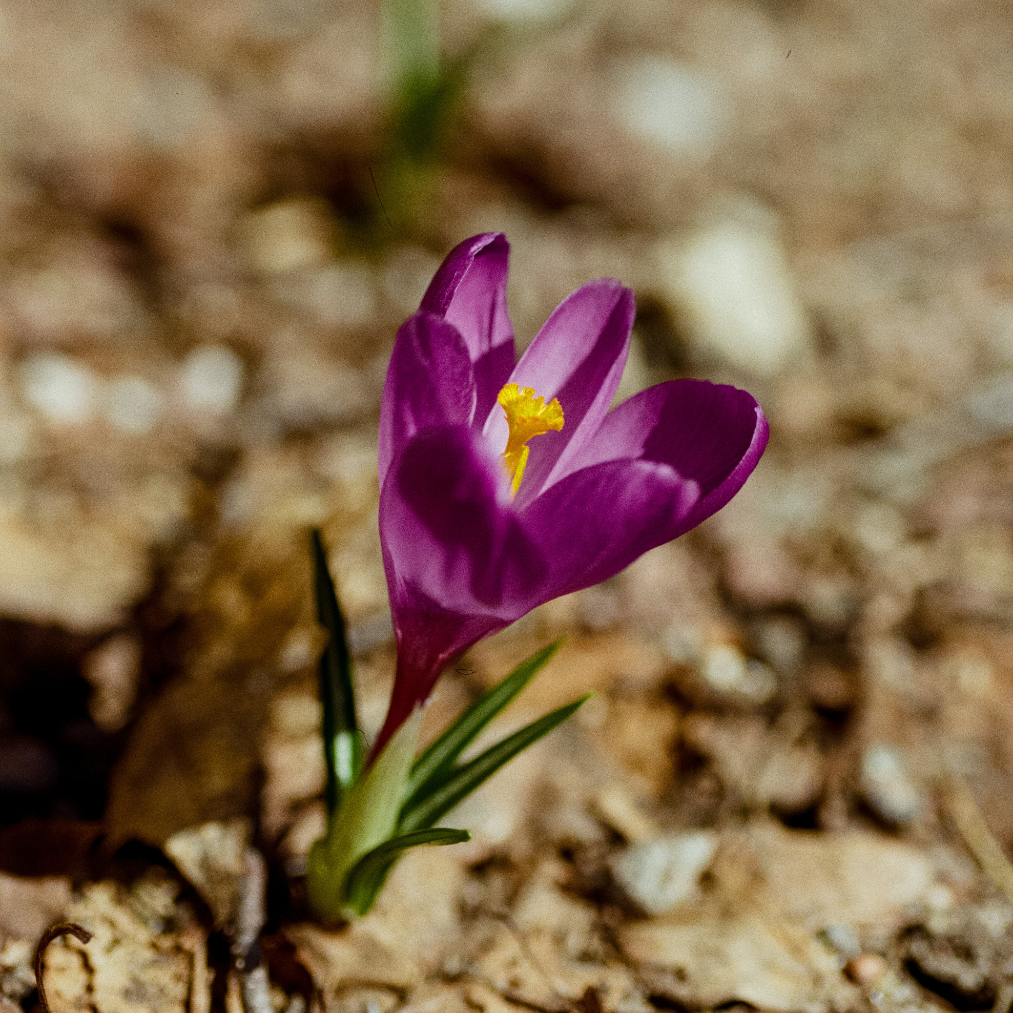 Carl Zeiss Makro-Sonnar 100mm f2.8