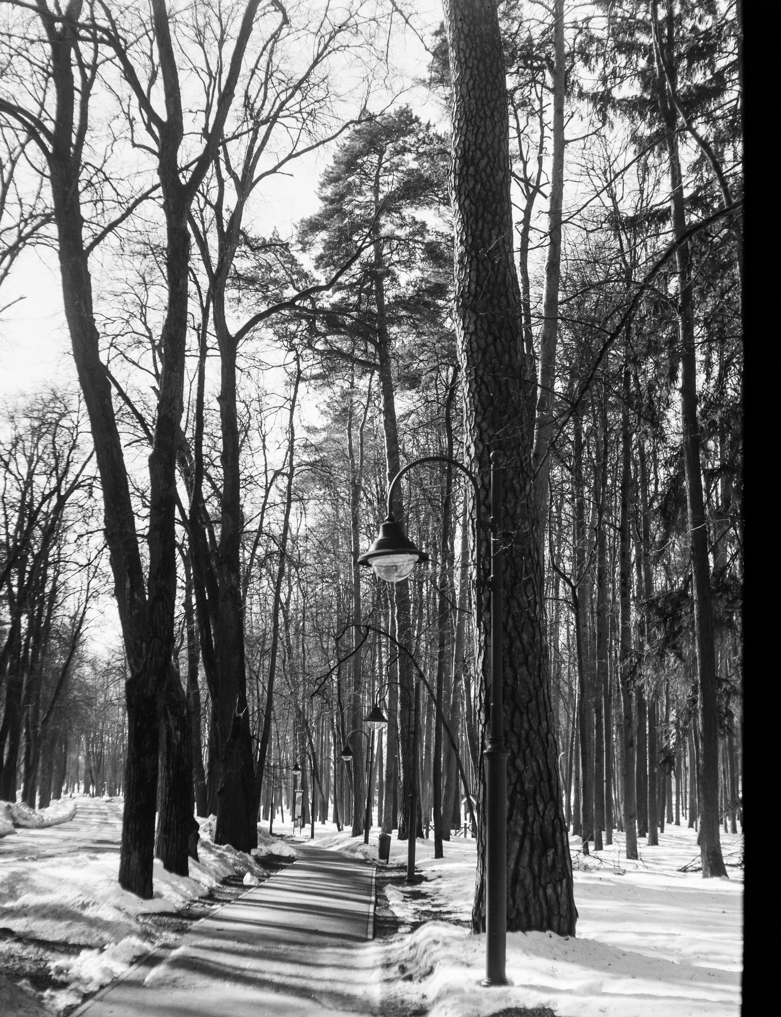 Ilford FP4 Plus ISO 125 / Zeiss Ikon Ikonta 521