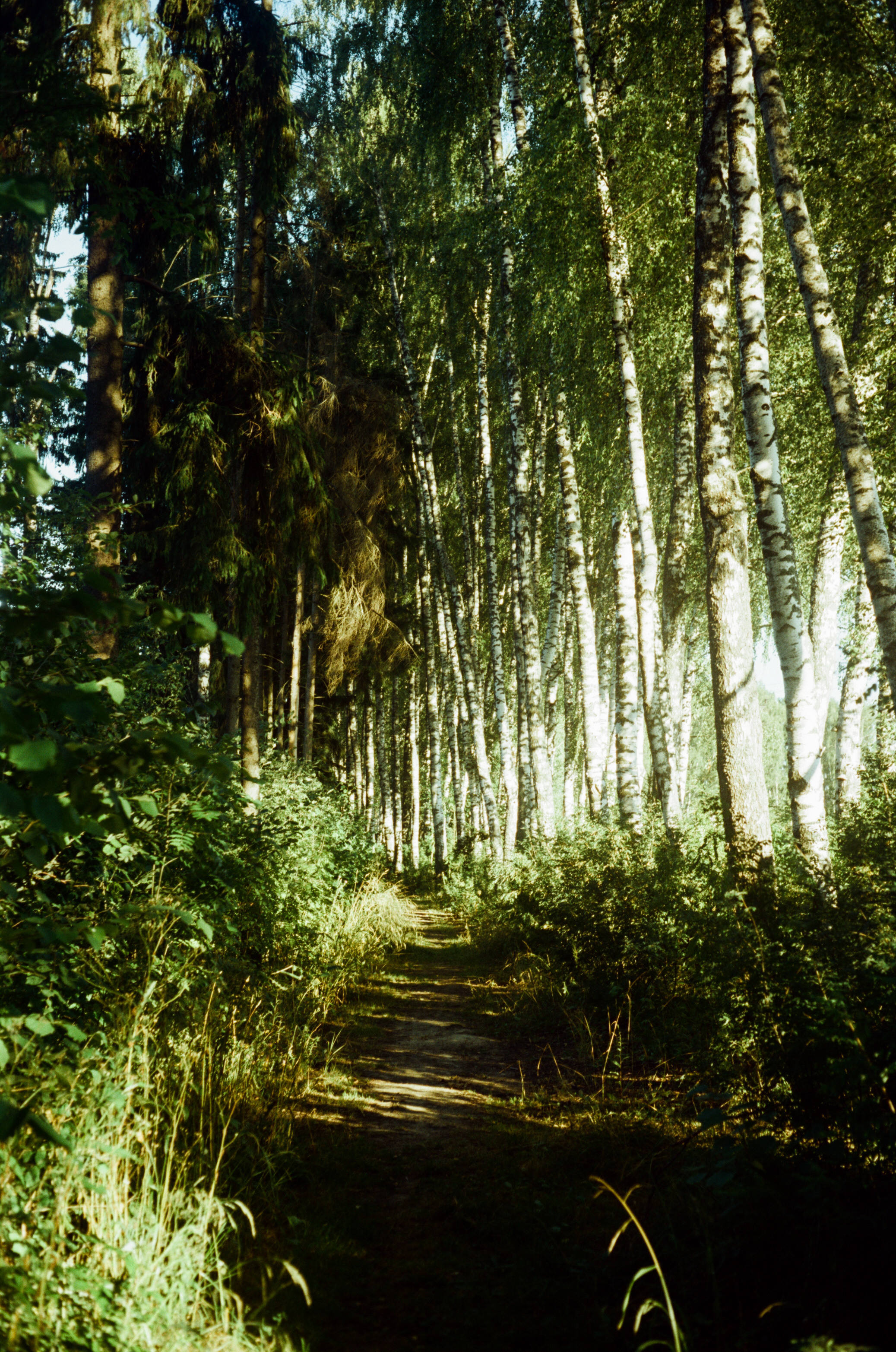 Canon Canonet QL17 G-III QL