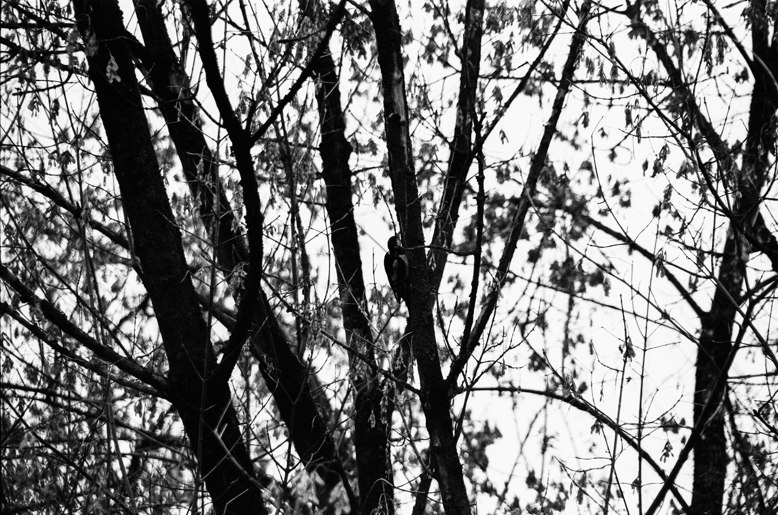 Nikon F80 — Voigtlander Ultron 28-105mm f2.8-3.8 / SFL T-42 ISO 400