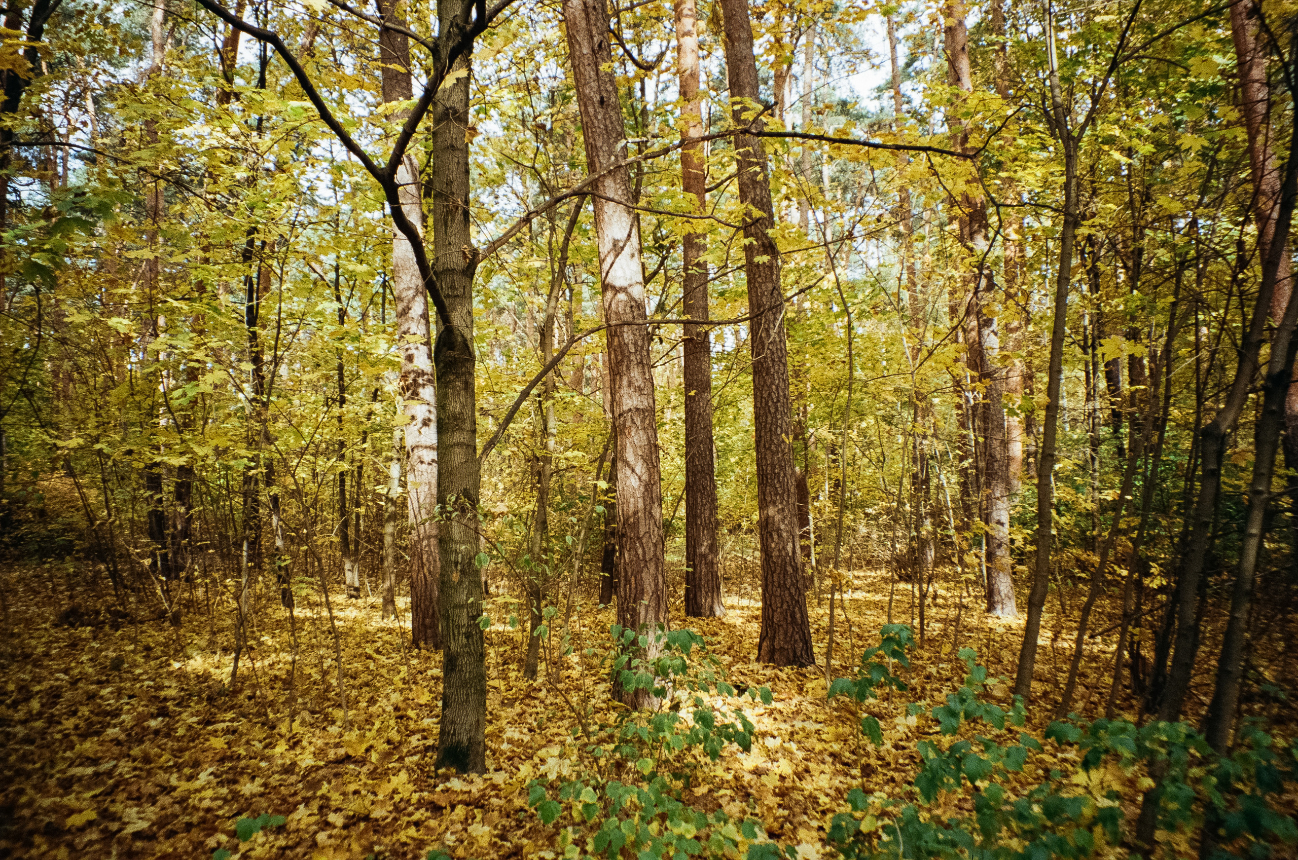Осень на Kodak Gold 200