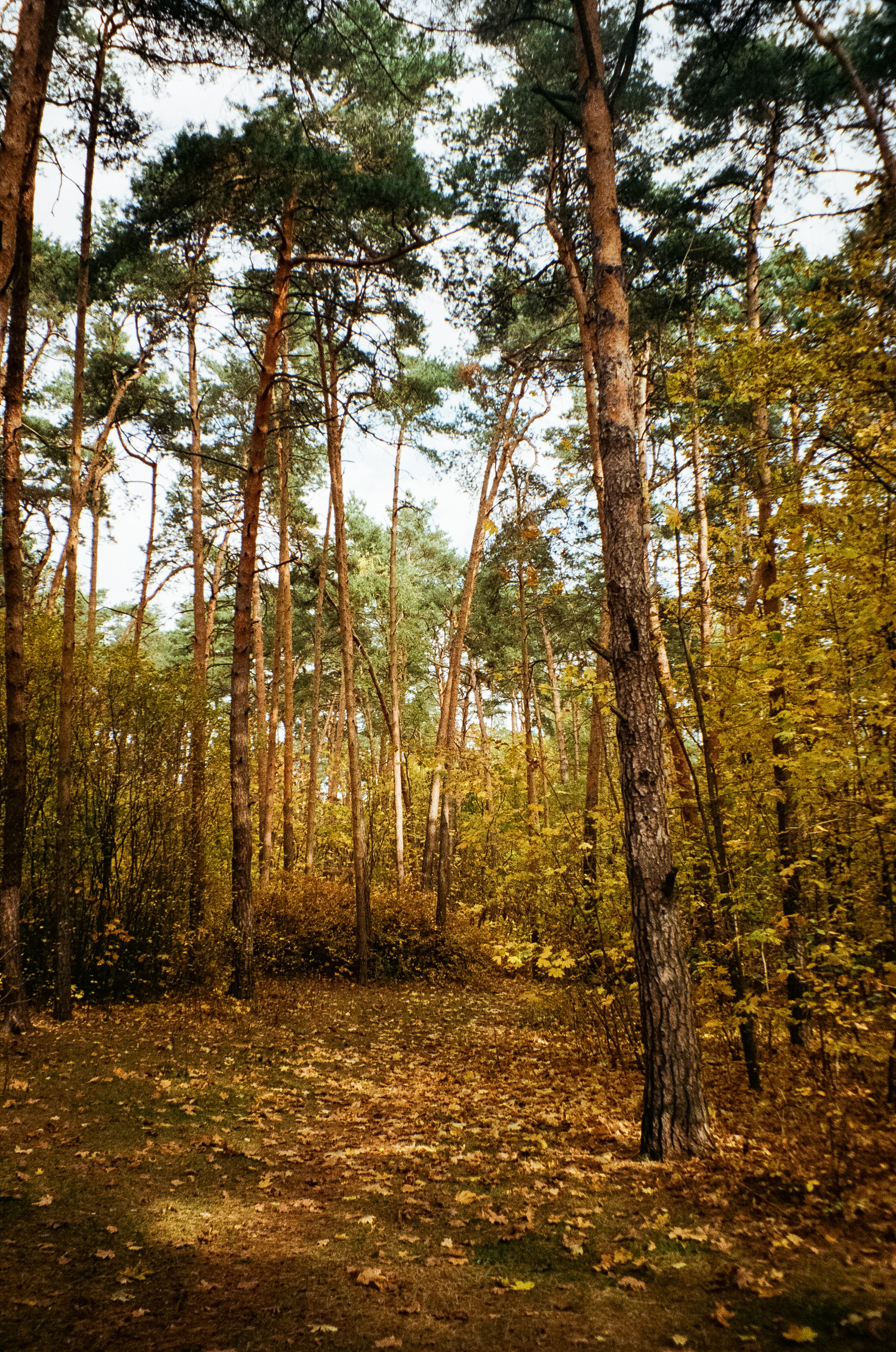 Осень на Kodak Gold 200