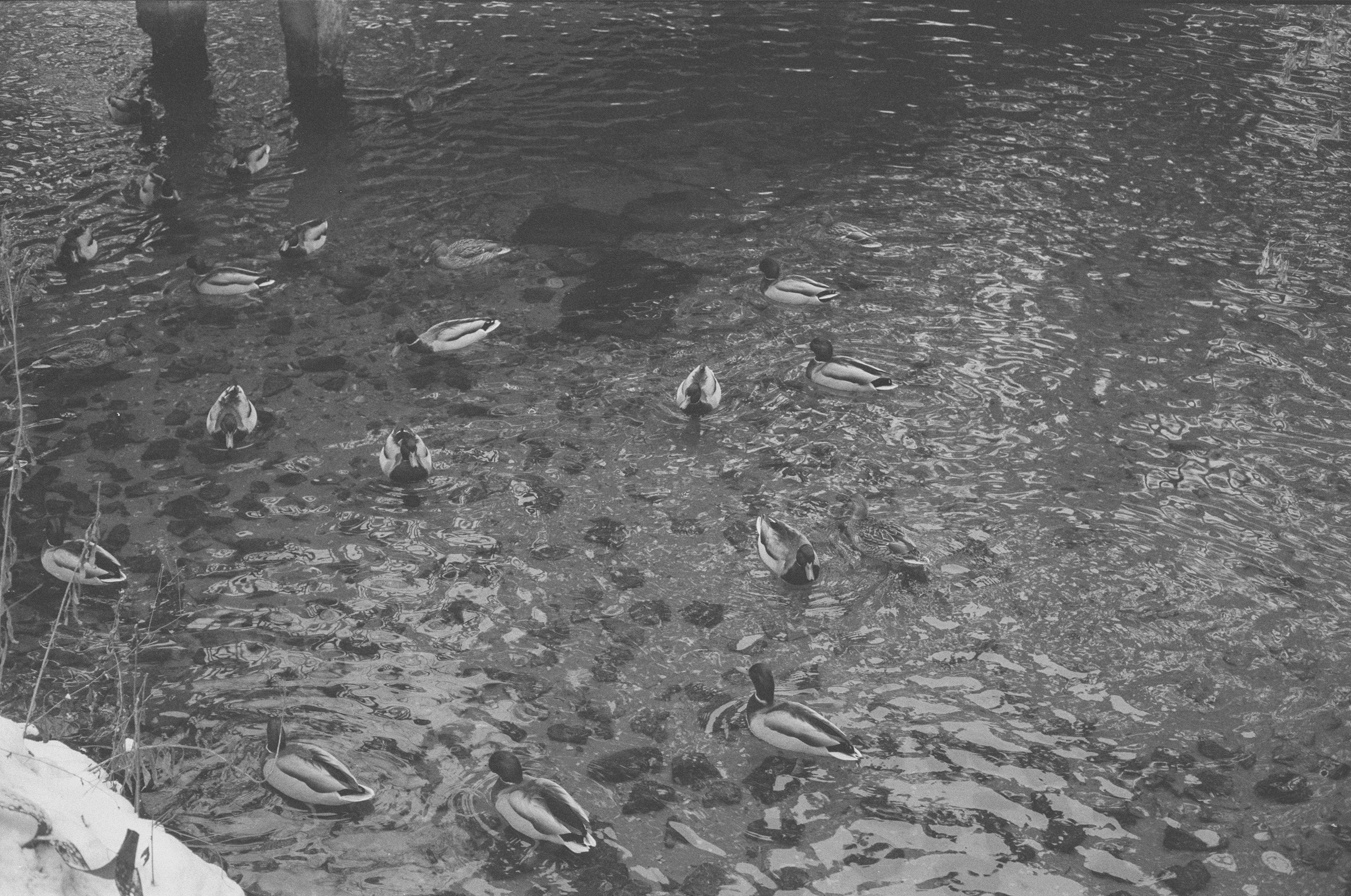 Konica III M / AgfaPhoto APX 400