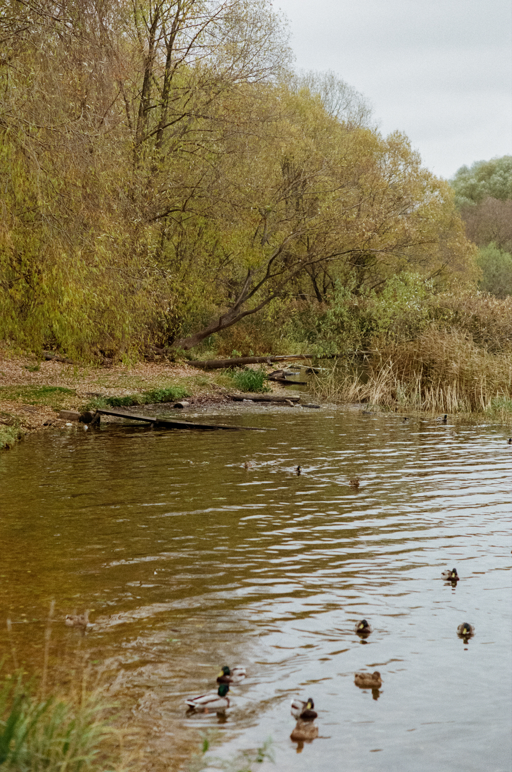Московская осень на Kodak Gold 200