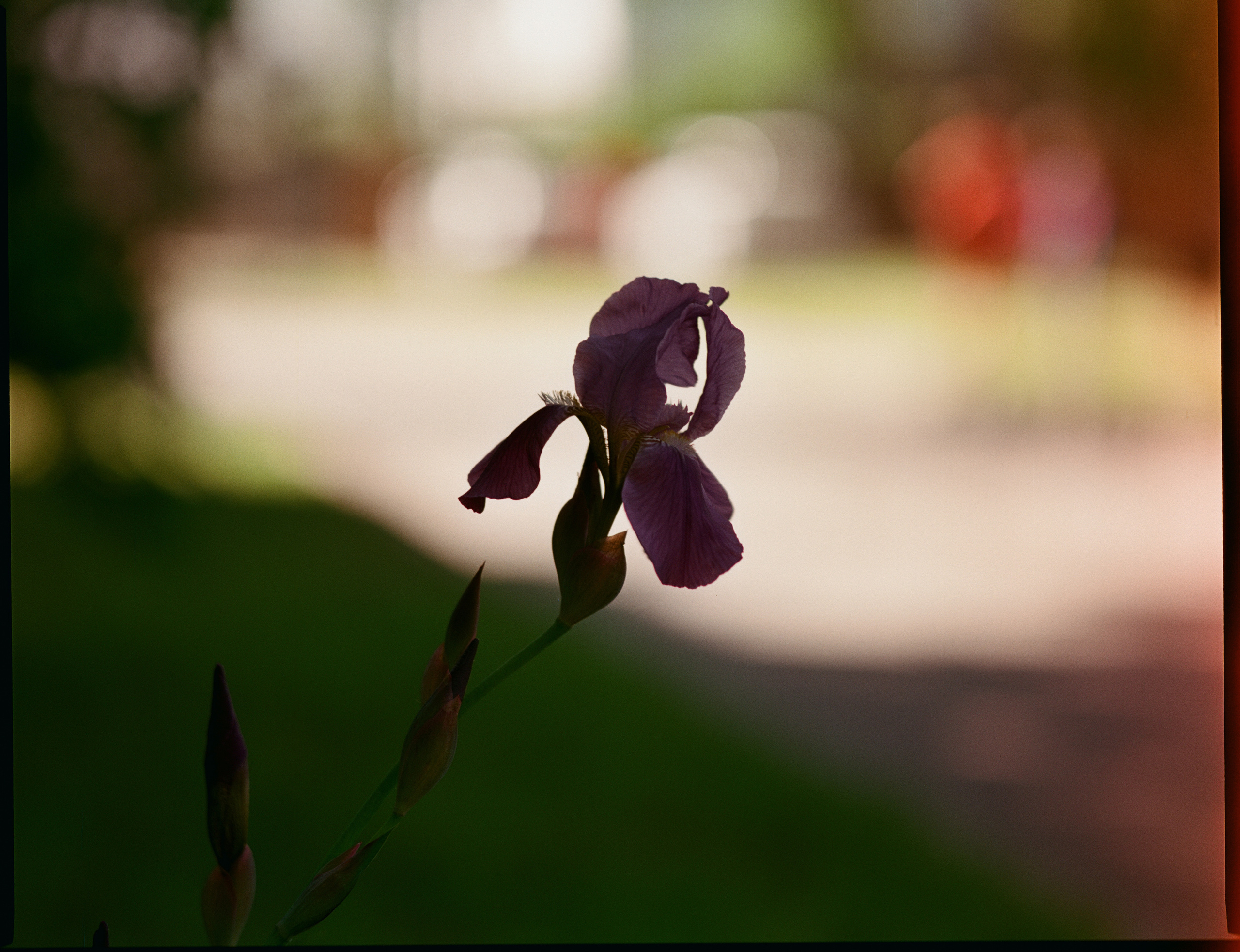 Zenza Bronica ETR — Zenzanon 150 f3.5 / Kodak Aerocolor IV