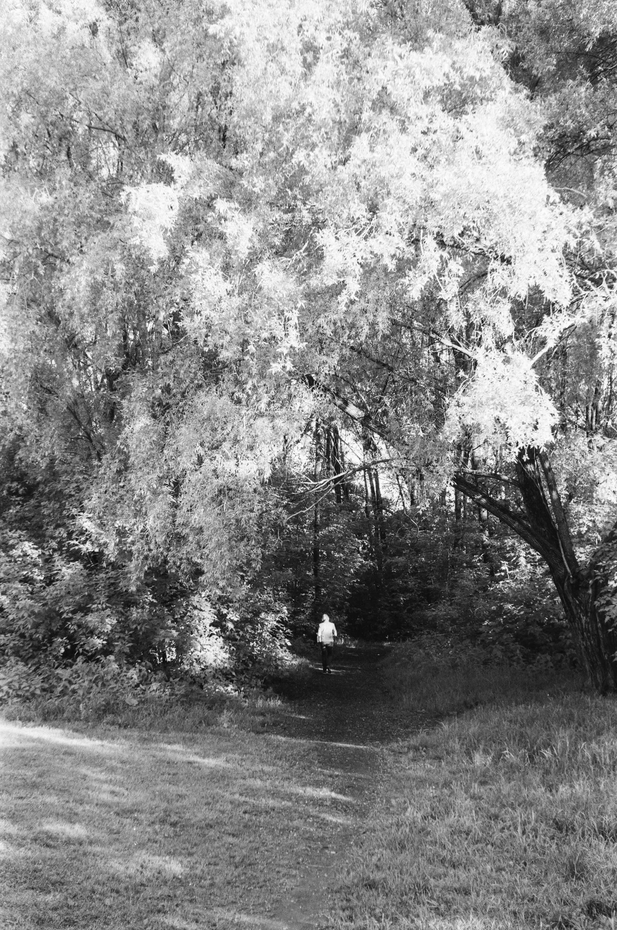 Welta Weltini - Schneider Xenon