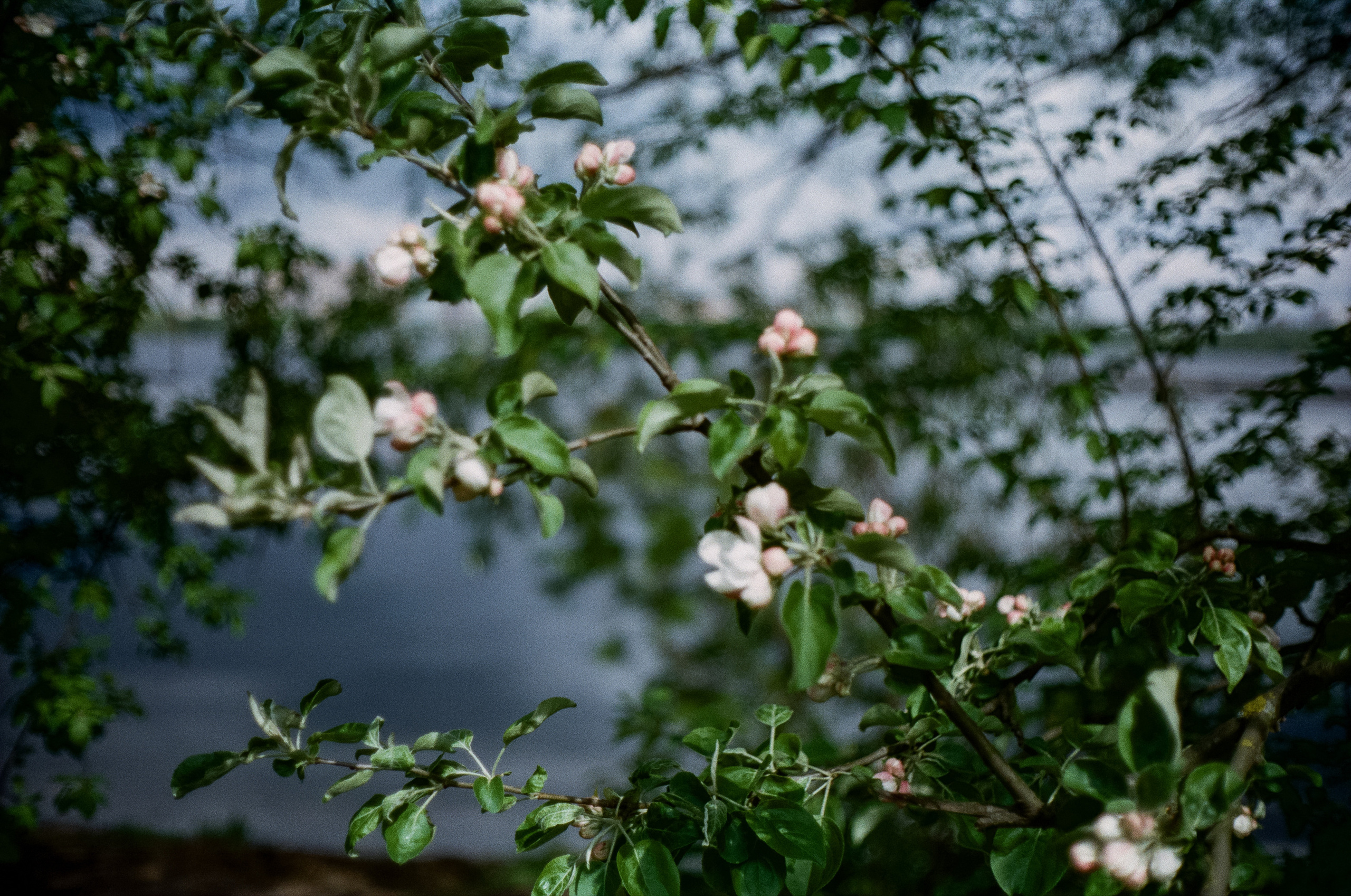 Minolta Hi-Matic 7sII