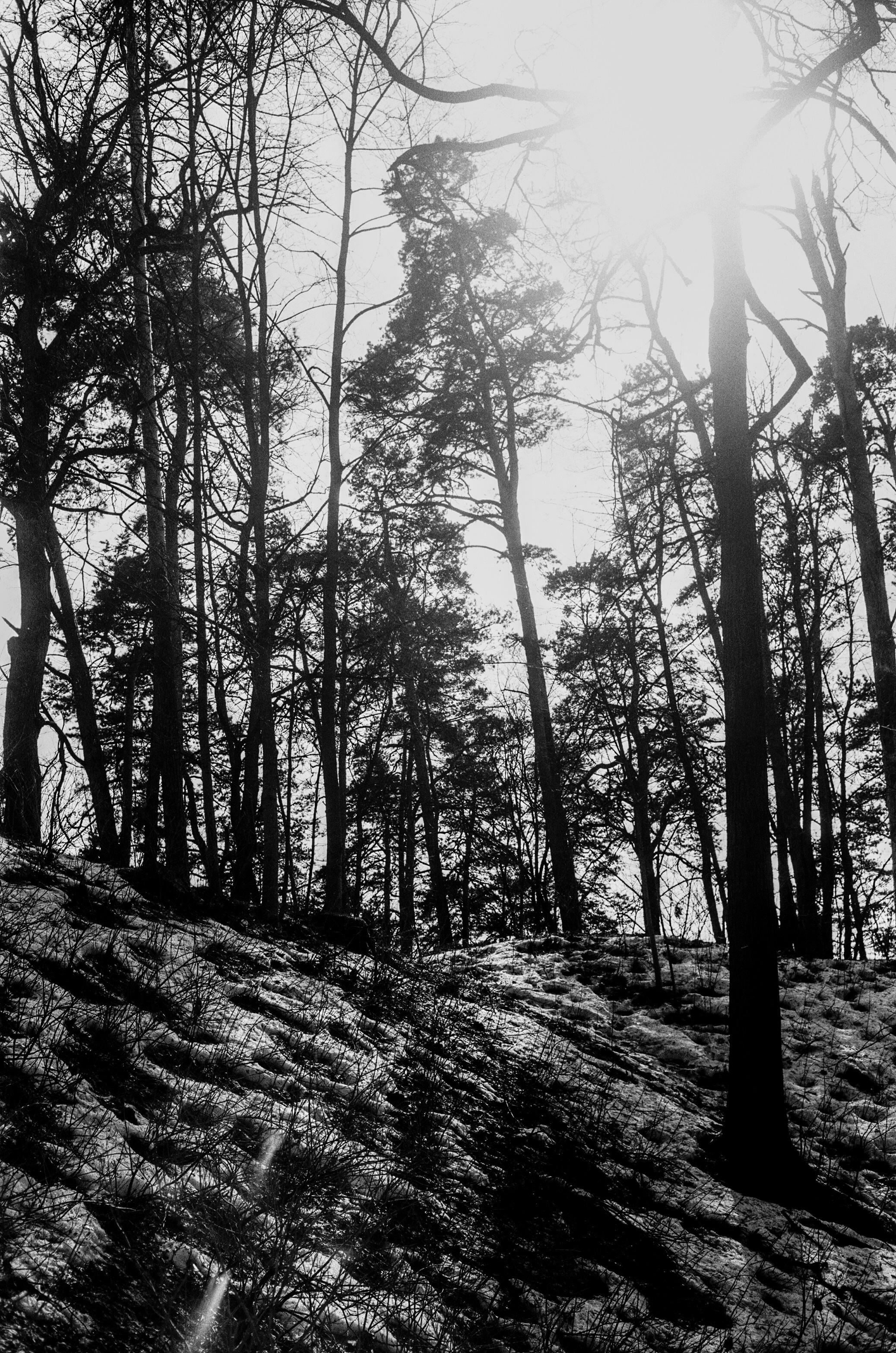 Minolta V2 / ТАСМА Тип-25