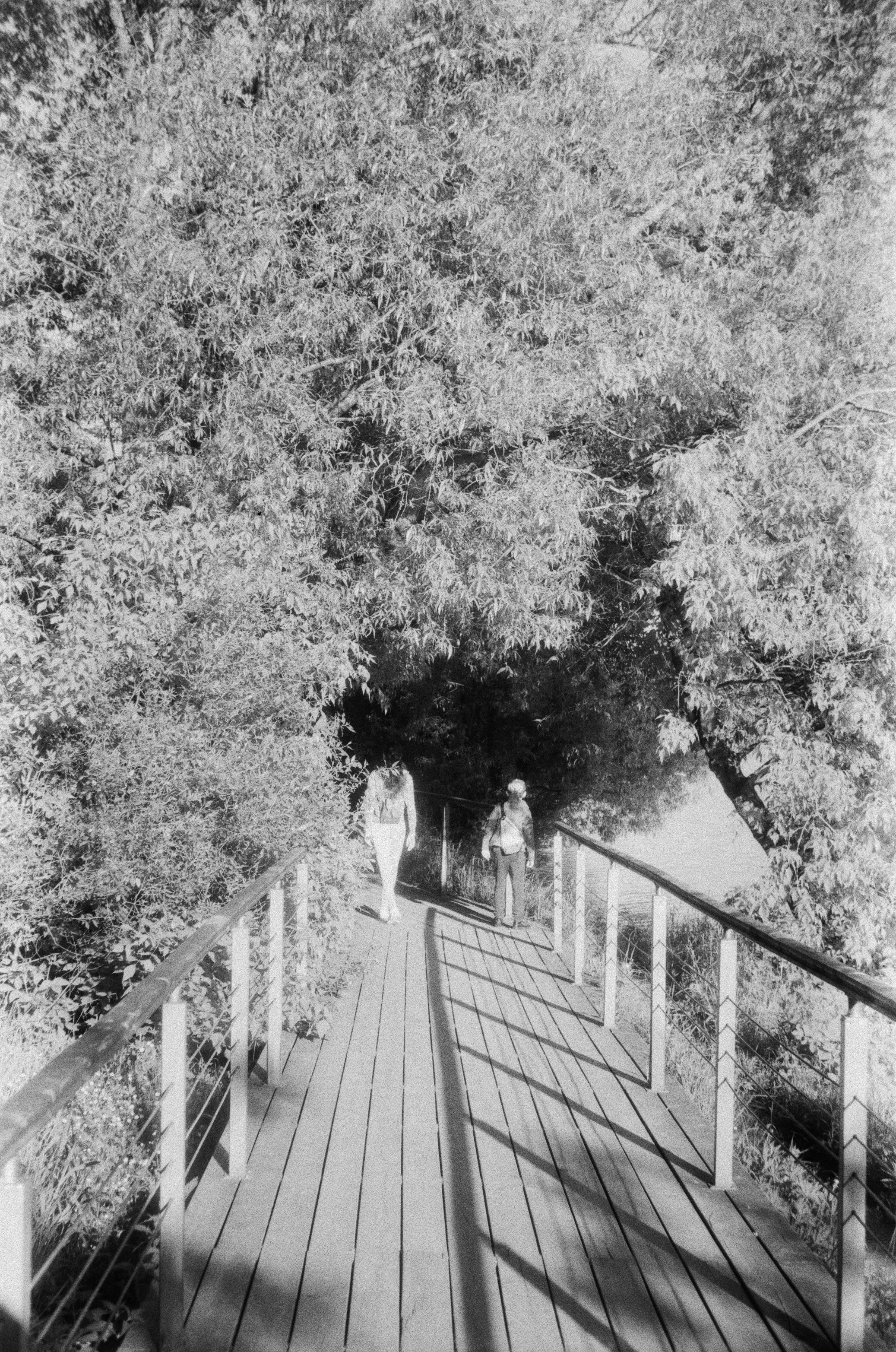 Braun Paxette примеры фотографий