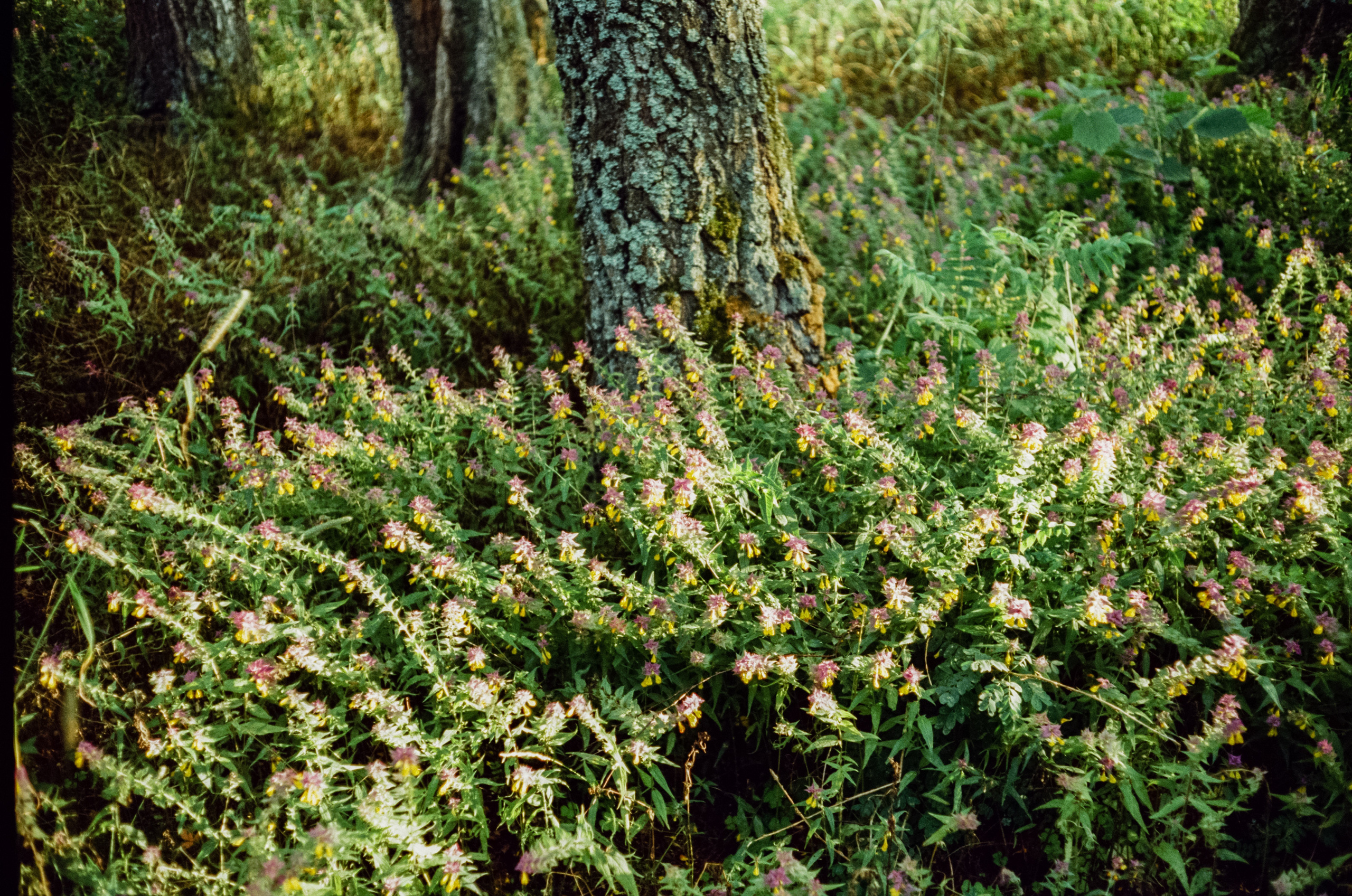 Canon Canonet QL17 G-III QL