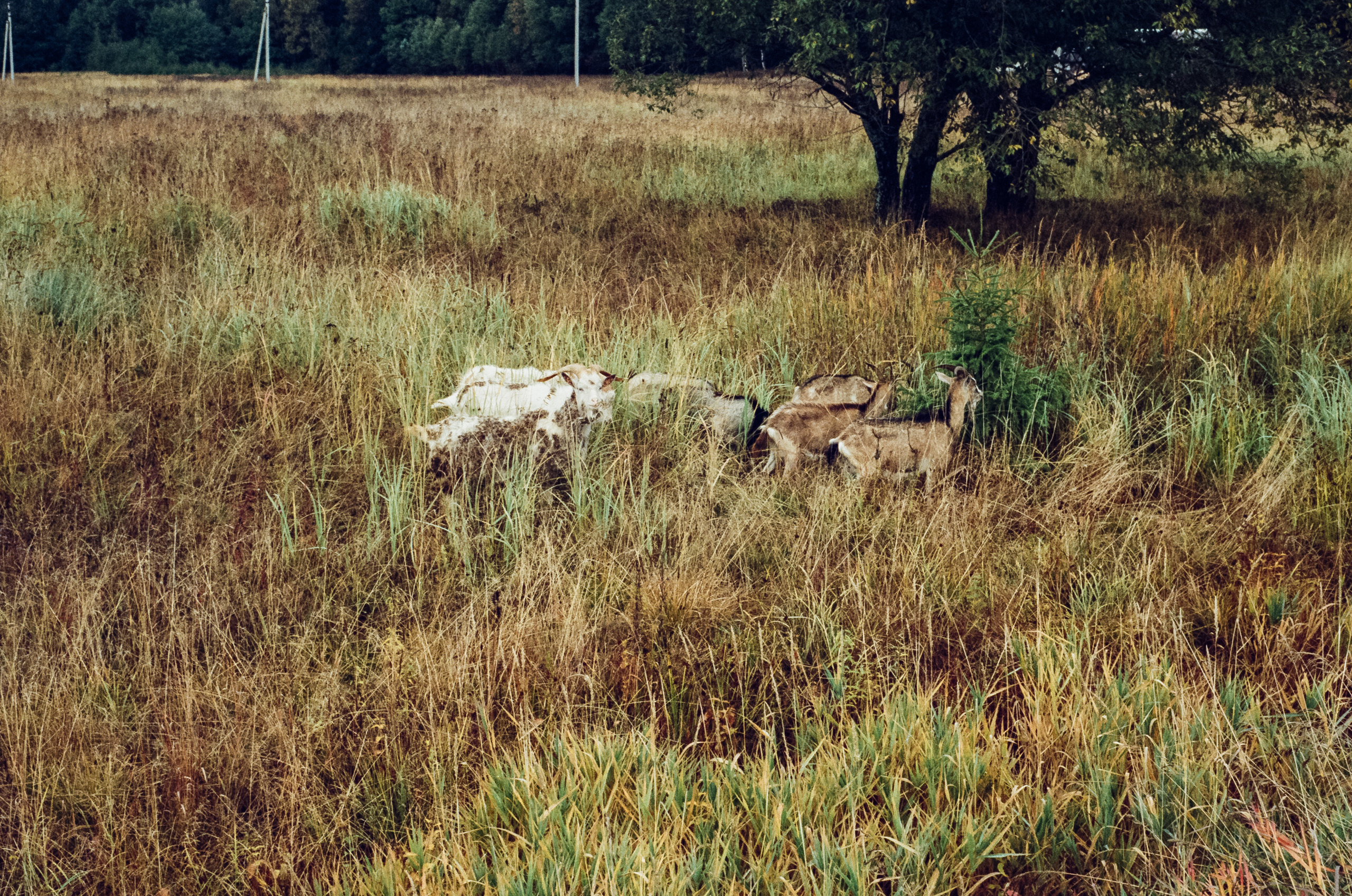 Kodak Retina IIIc — Retina Xenon C 50 mm f2.0 / Kodak Vision 3 250D