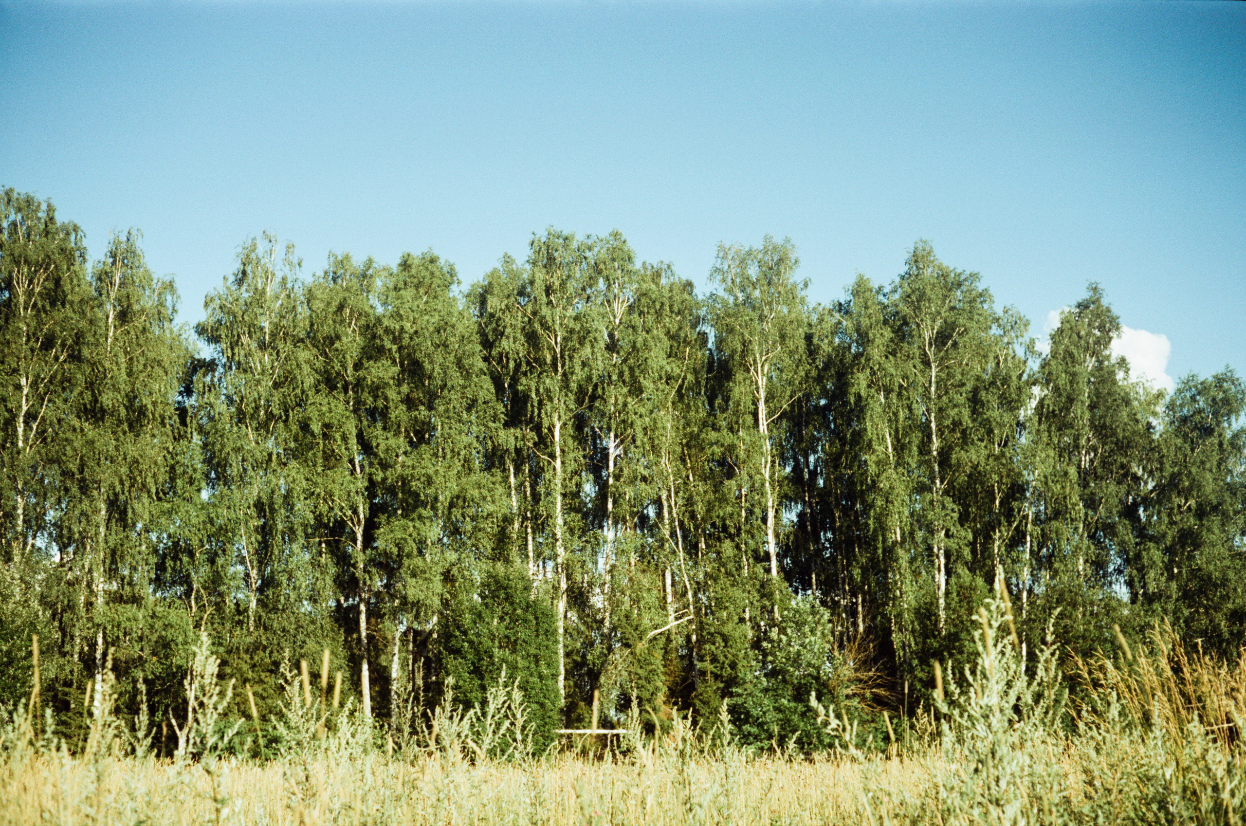 Canon Canonet QL17 G-III QL