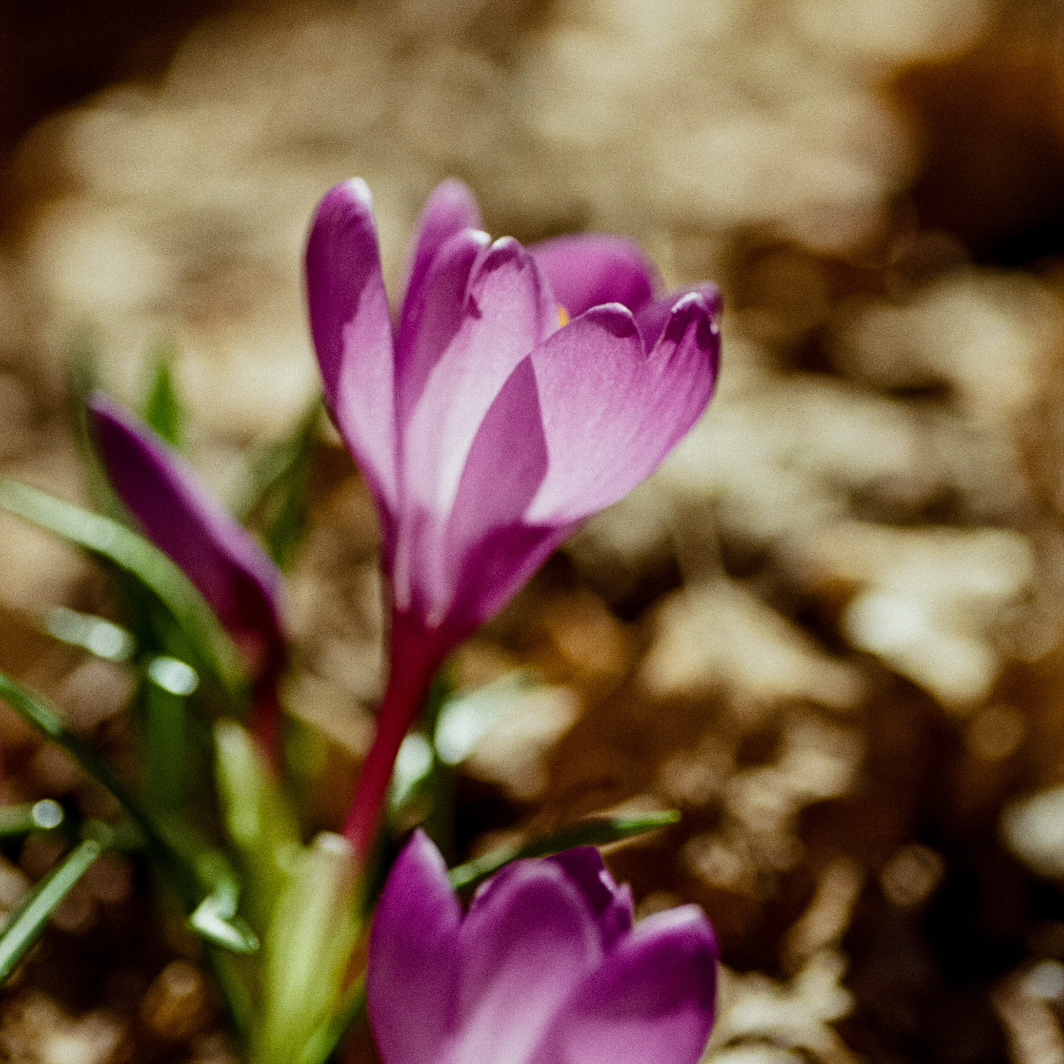 Carl Zeiss Makro-Sonnar 100mm f2.8