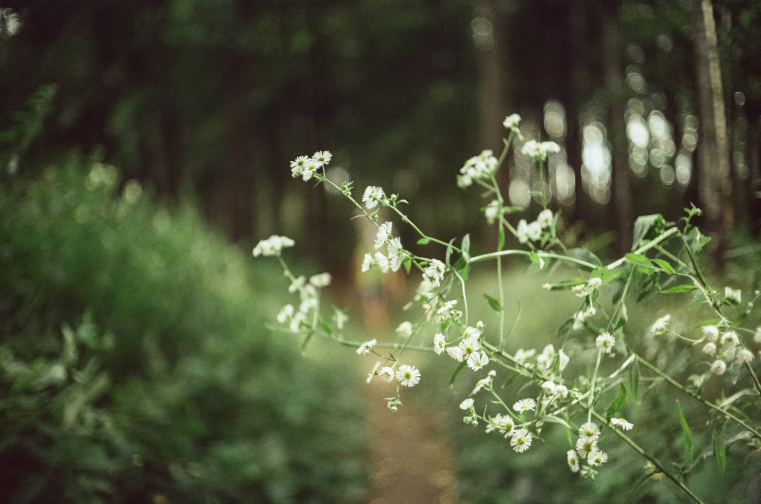 Canon Canonet QL17 G-III QL