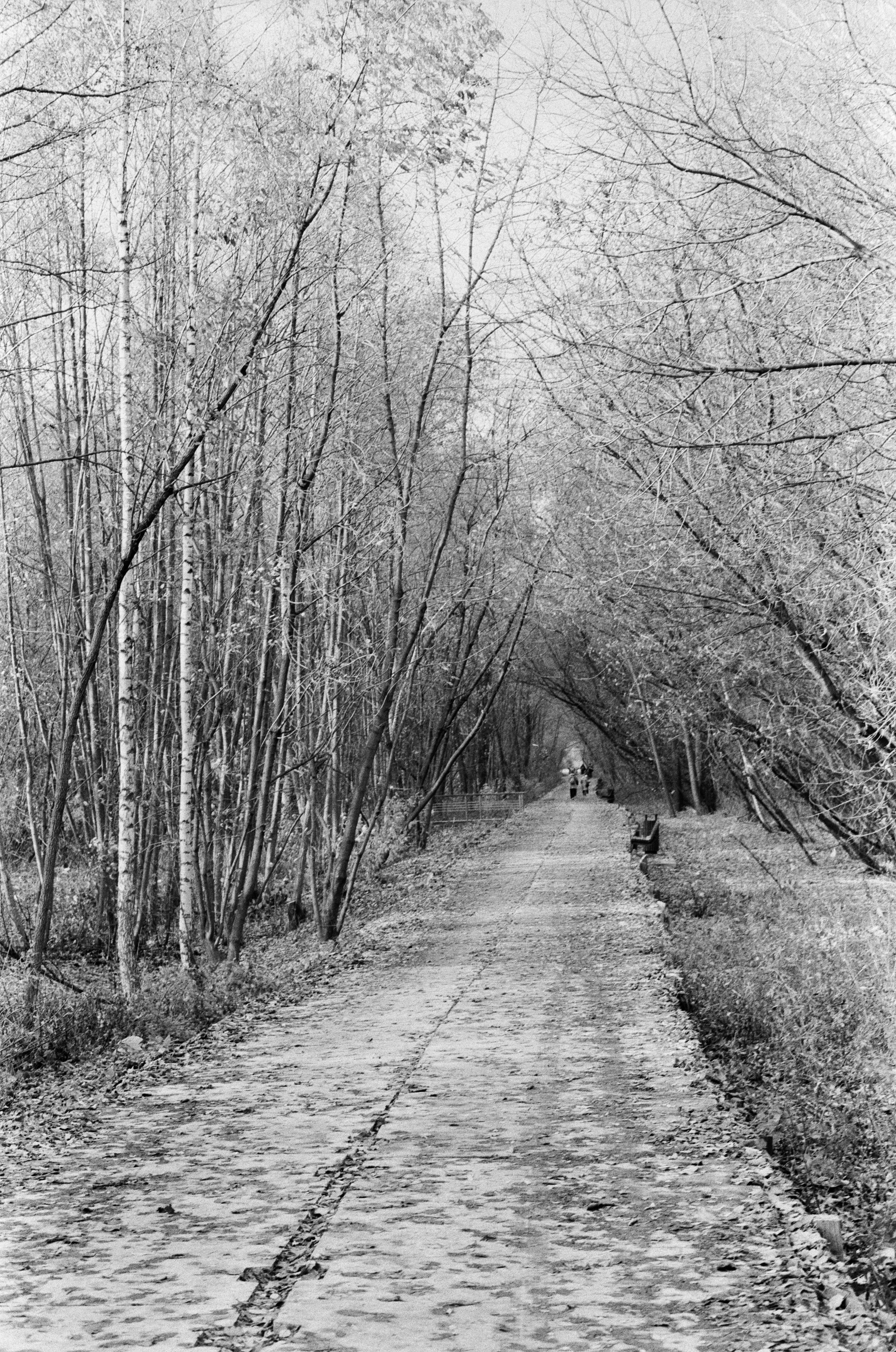 Cosina 55 mm f1.2 — Ricoh XR-10M / Тасма Тип-42 ISO 100