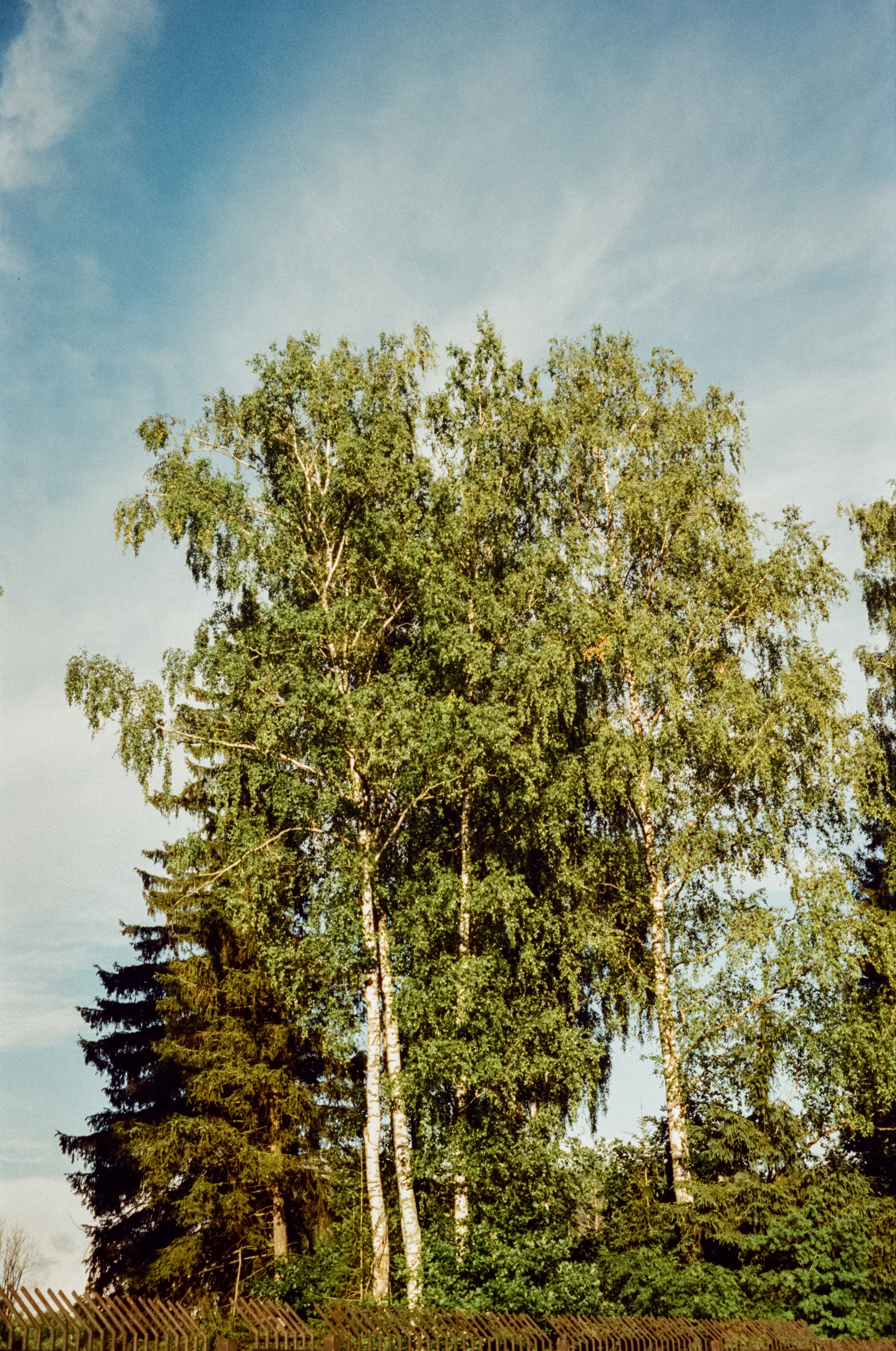 Canon Canonet QL17 G-III QL