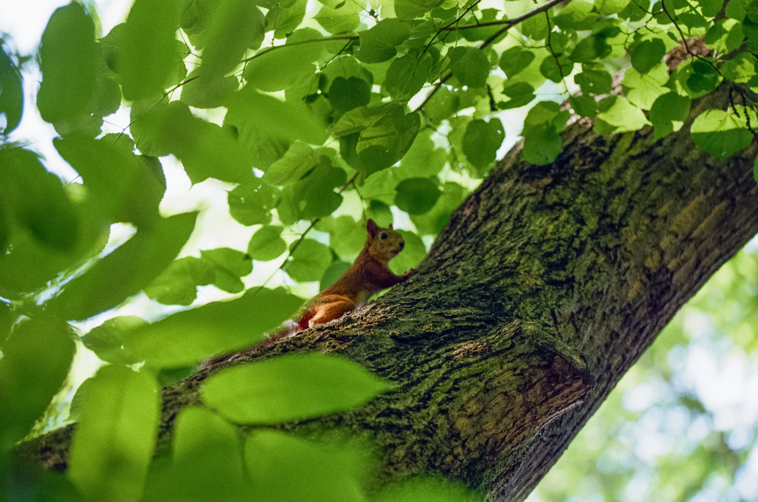 Carl Zeiss Makro-Sonnar 100mm f2.8