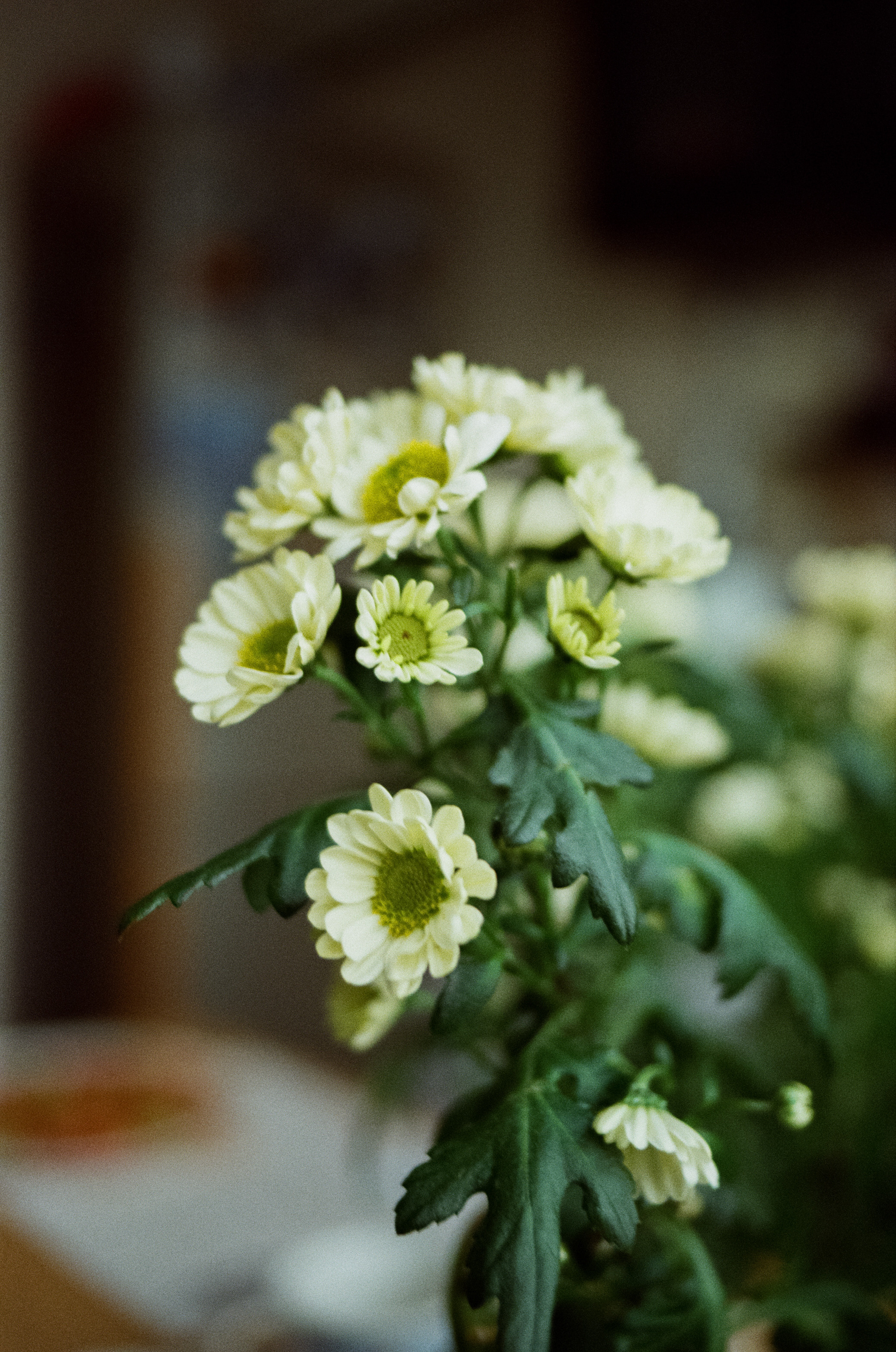 SMC Pentax-FA 35 mm f2.0 — Pentax MZ-3 / Kodak Color Plus 200