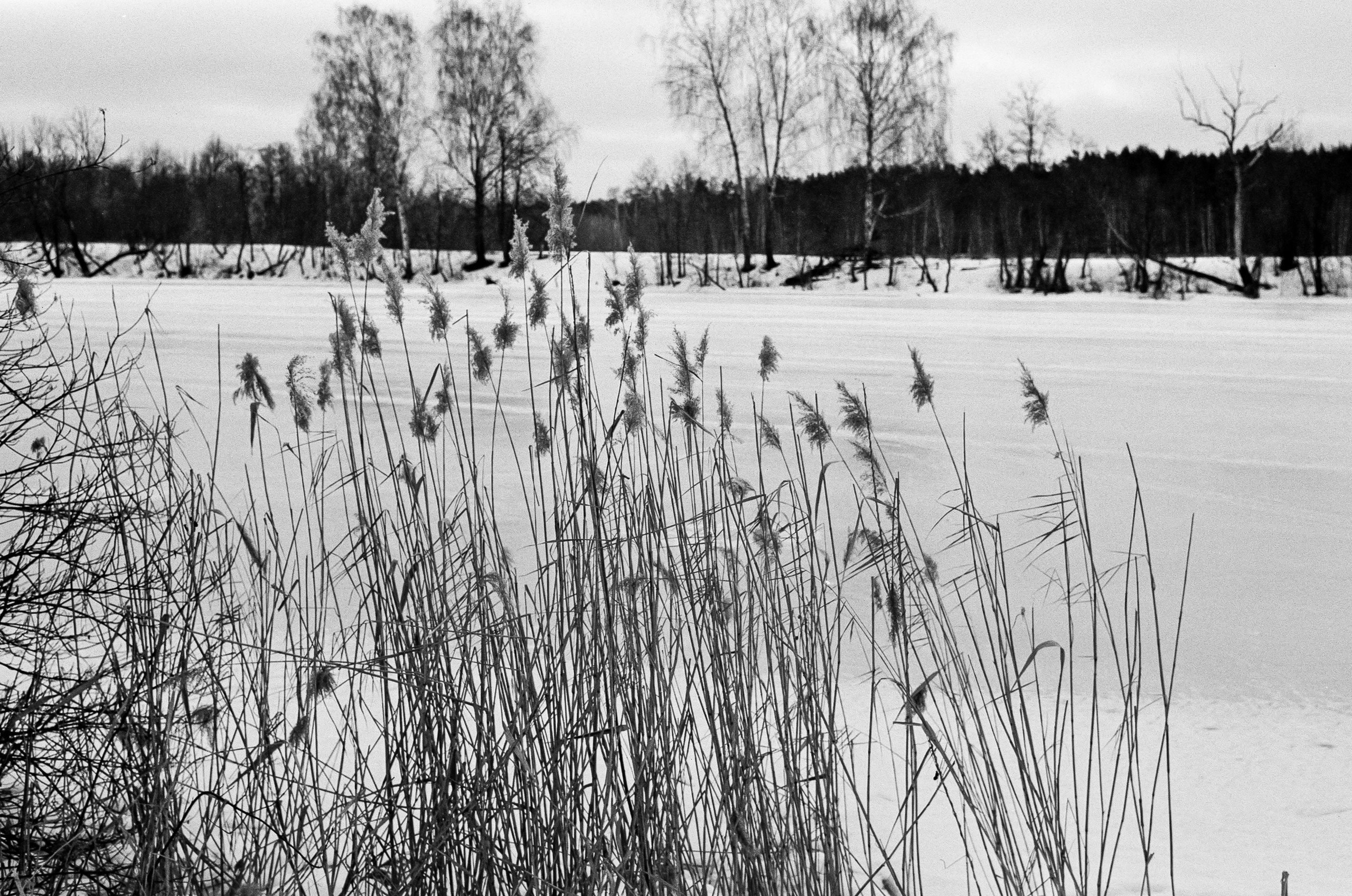 Retina Xenon C 50mm f2.0