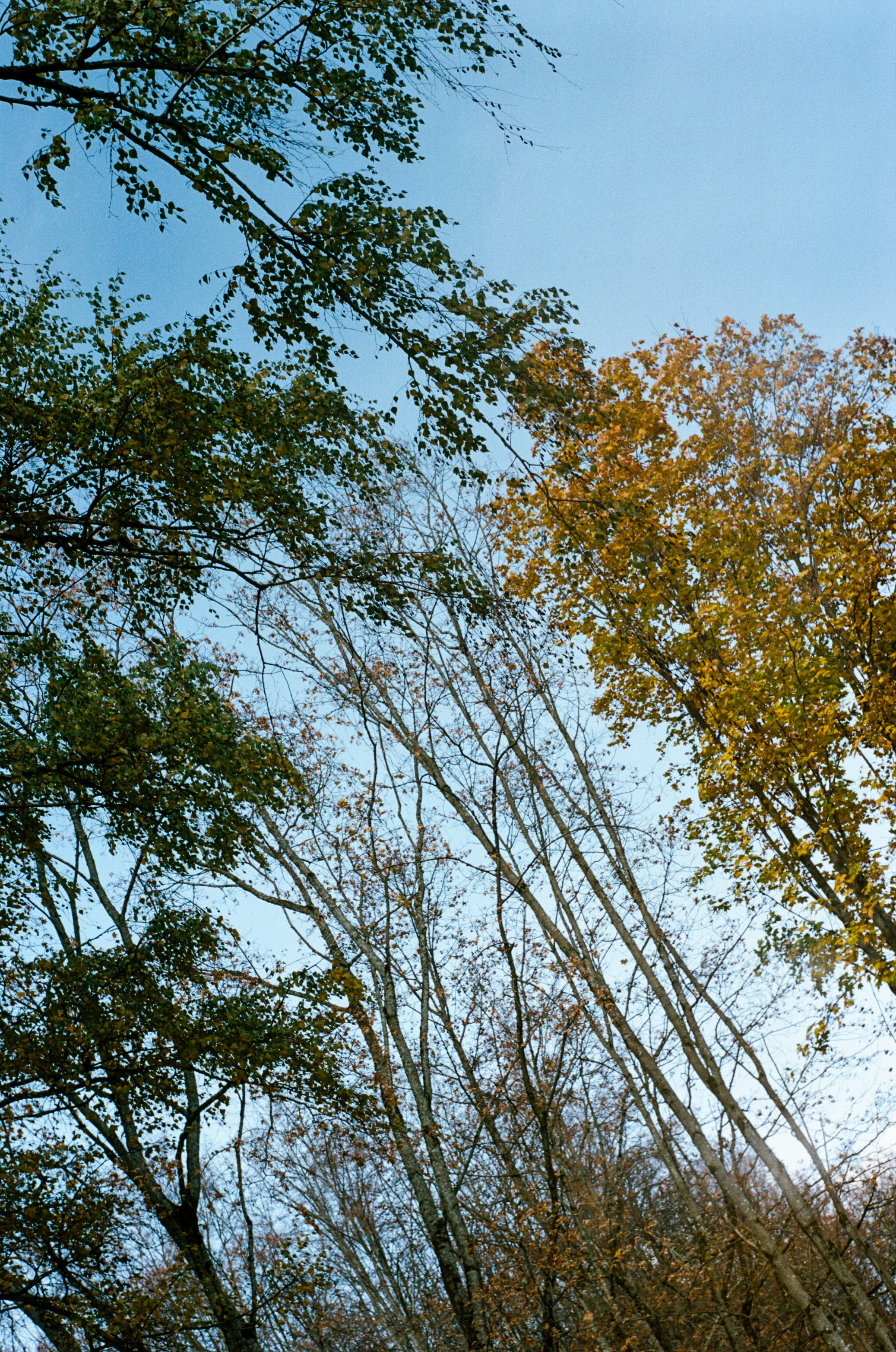 Enna Munchen Ennalyt 50mm f1.9 review