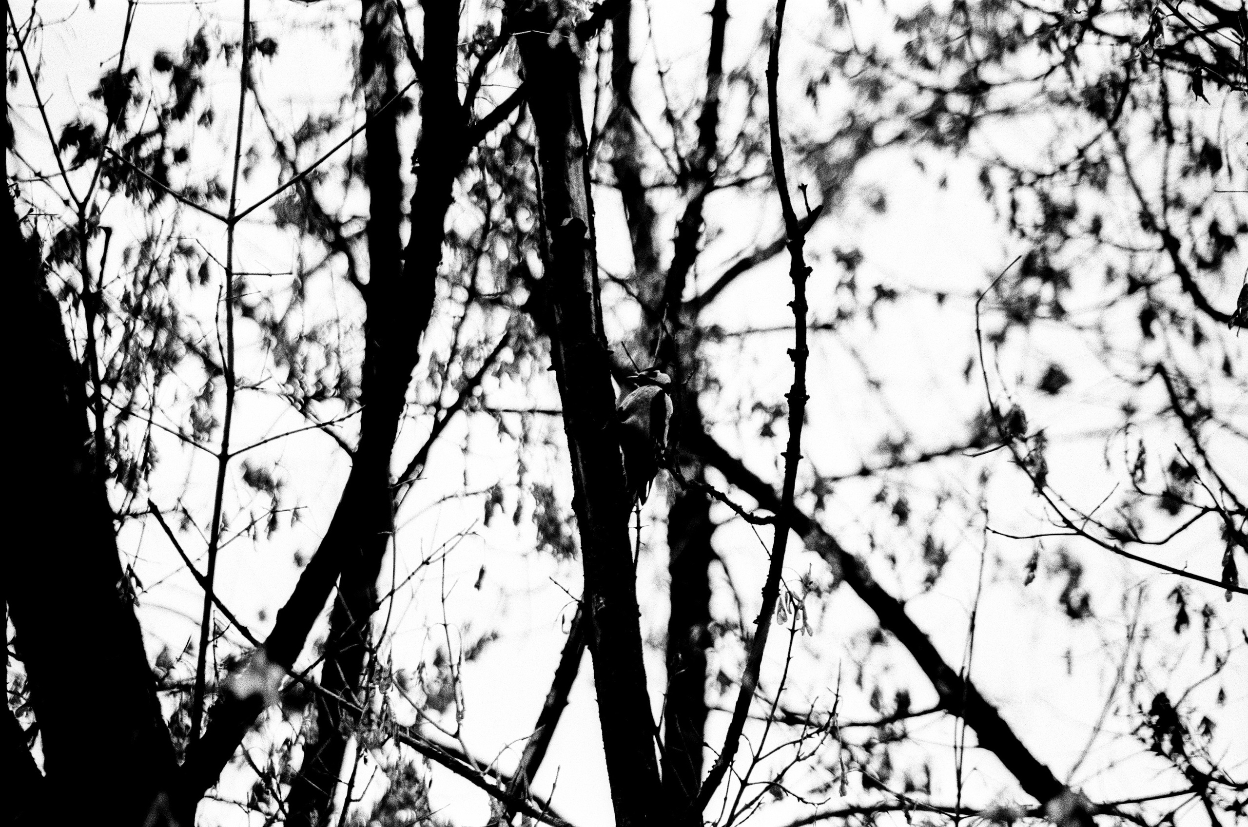 Nikon F80 — Voigtlander Ultron 28-105mm f2.8-3.8 / SFL T-42 ISO 400