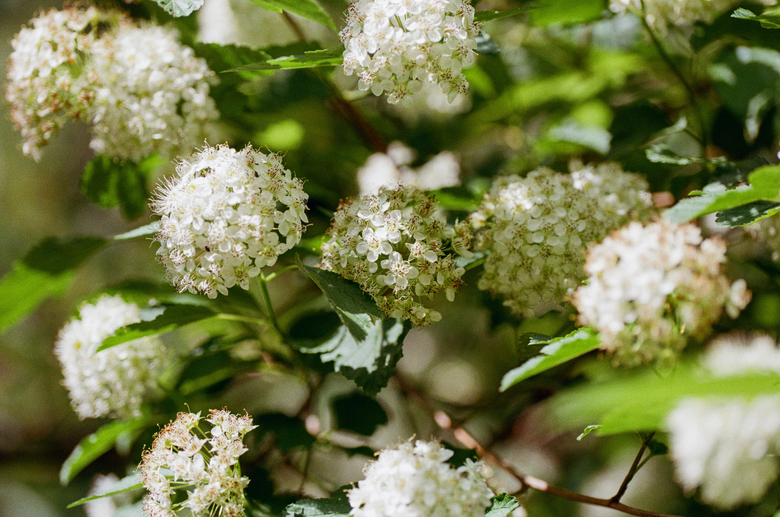 Carl Zeiss Makro-Sonnar 100mm f2.8