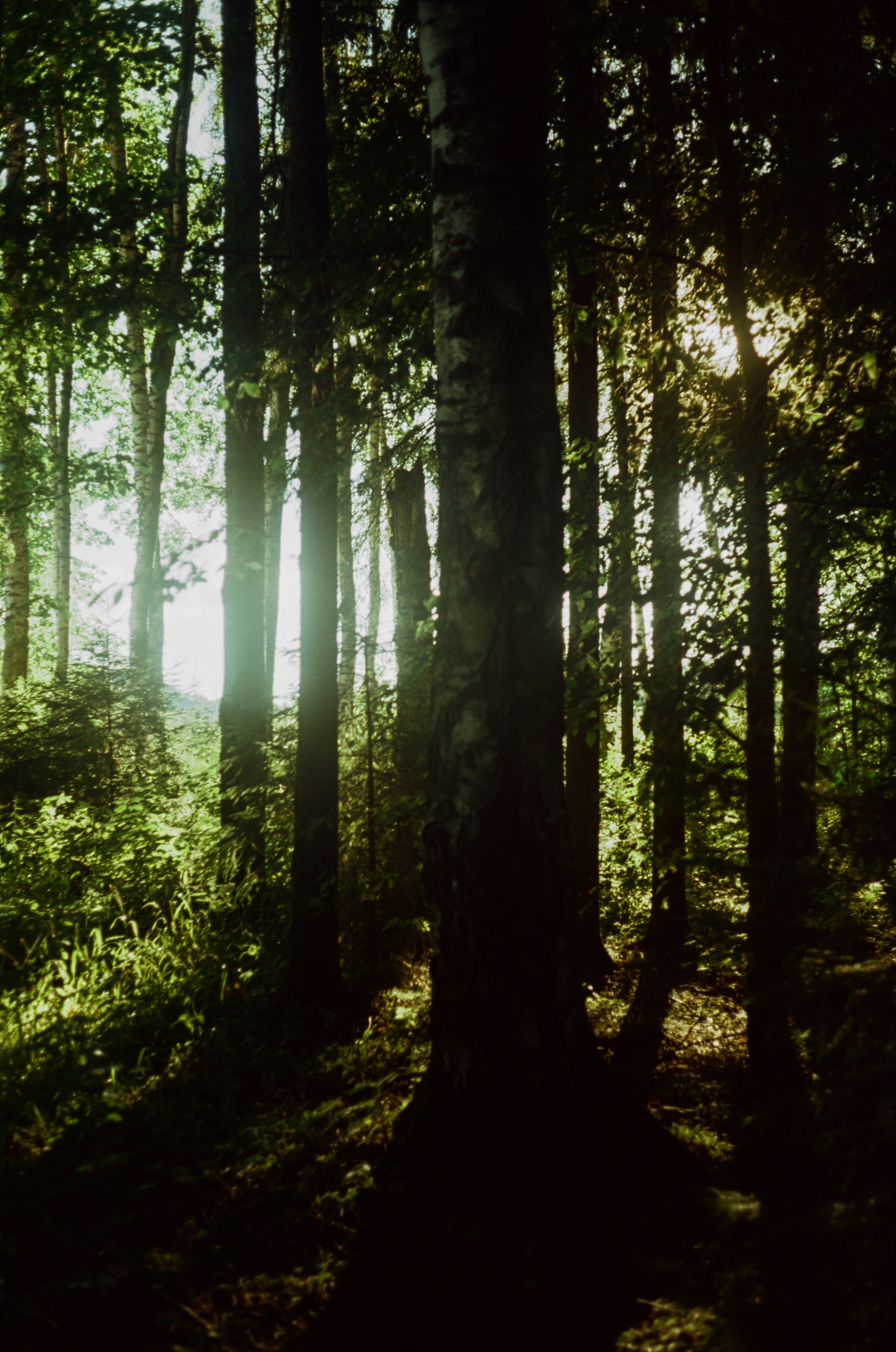 Canon Canonet QL17 G-III QL