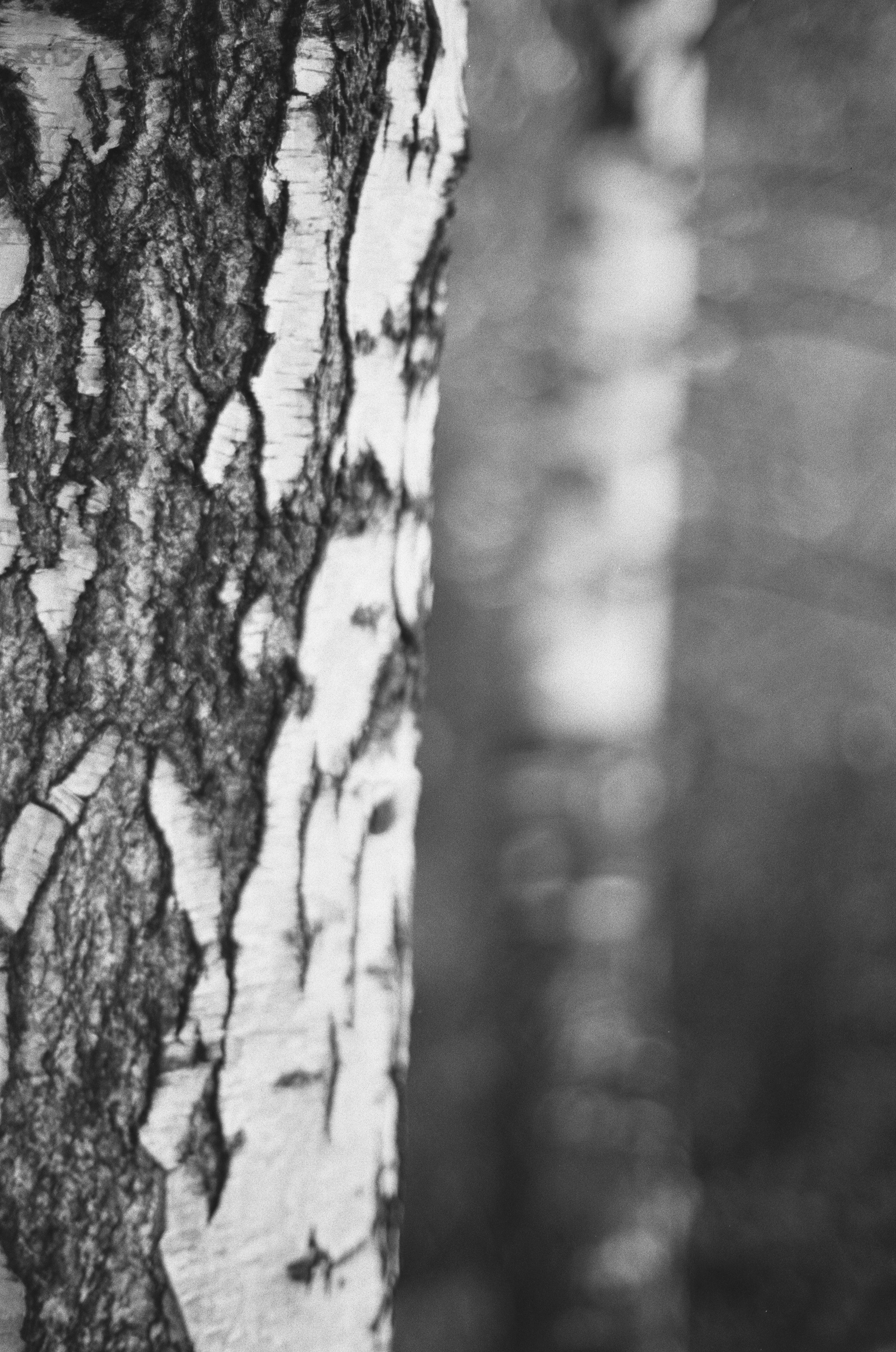 Cosina 55 mm f1.2 — Ricoh XR-10M / Тасма Тип-42 ISO 100