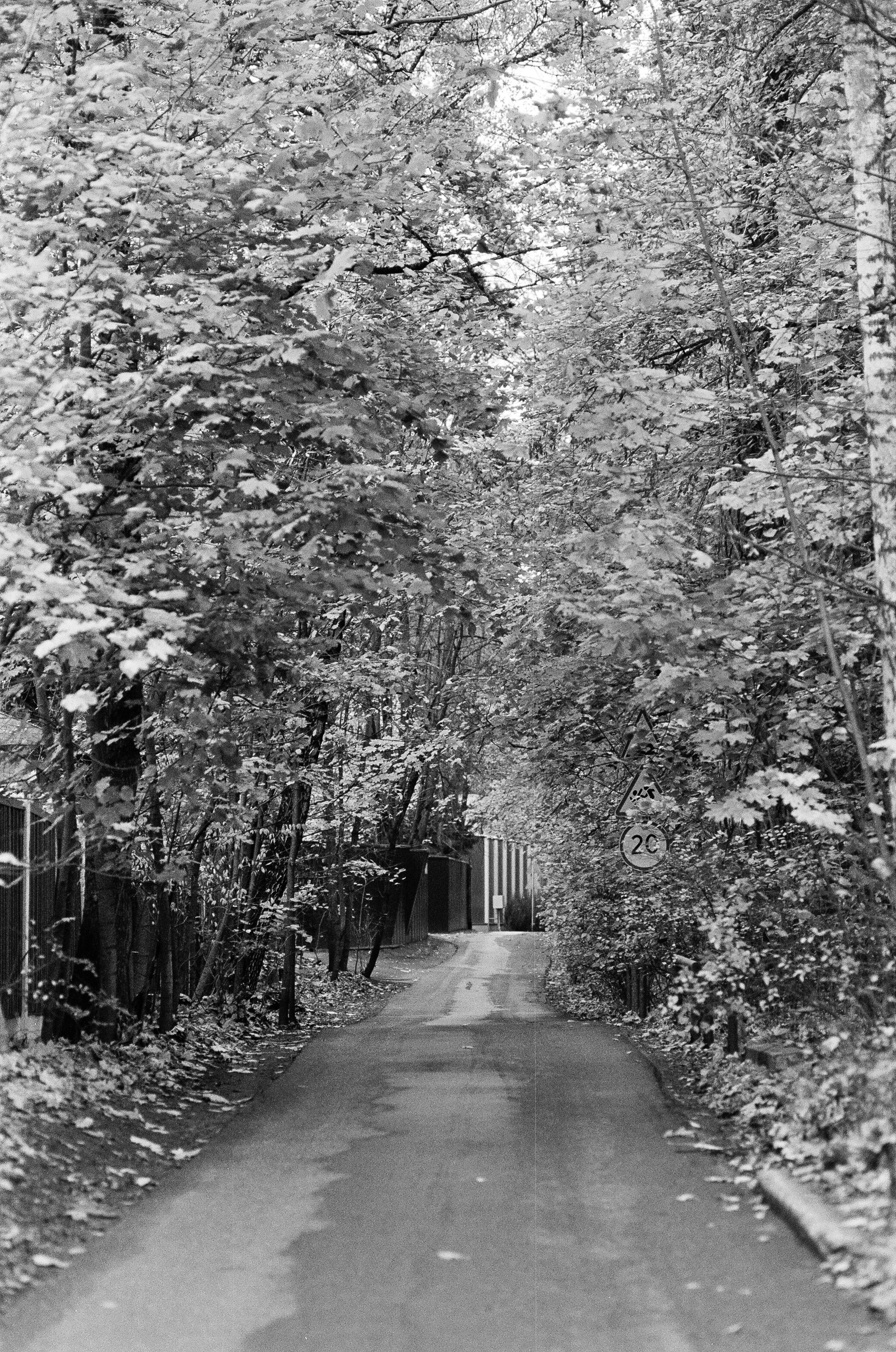 Minolta AF 85 mm f1.4 — Minolta Dynax 800si / Ilford HP5 Plus 400