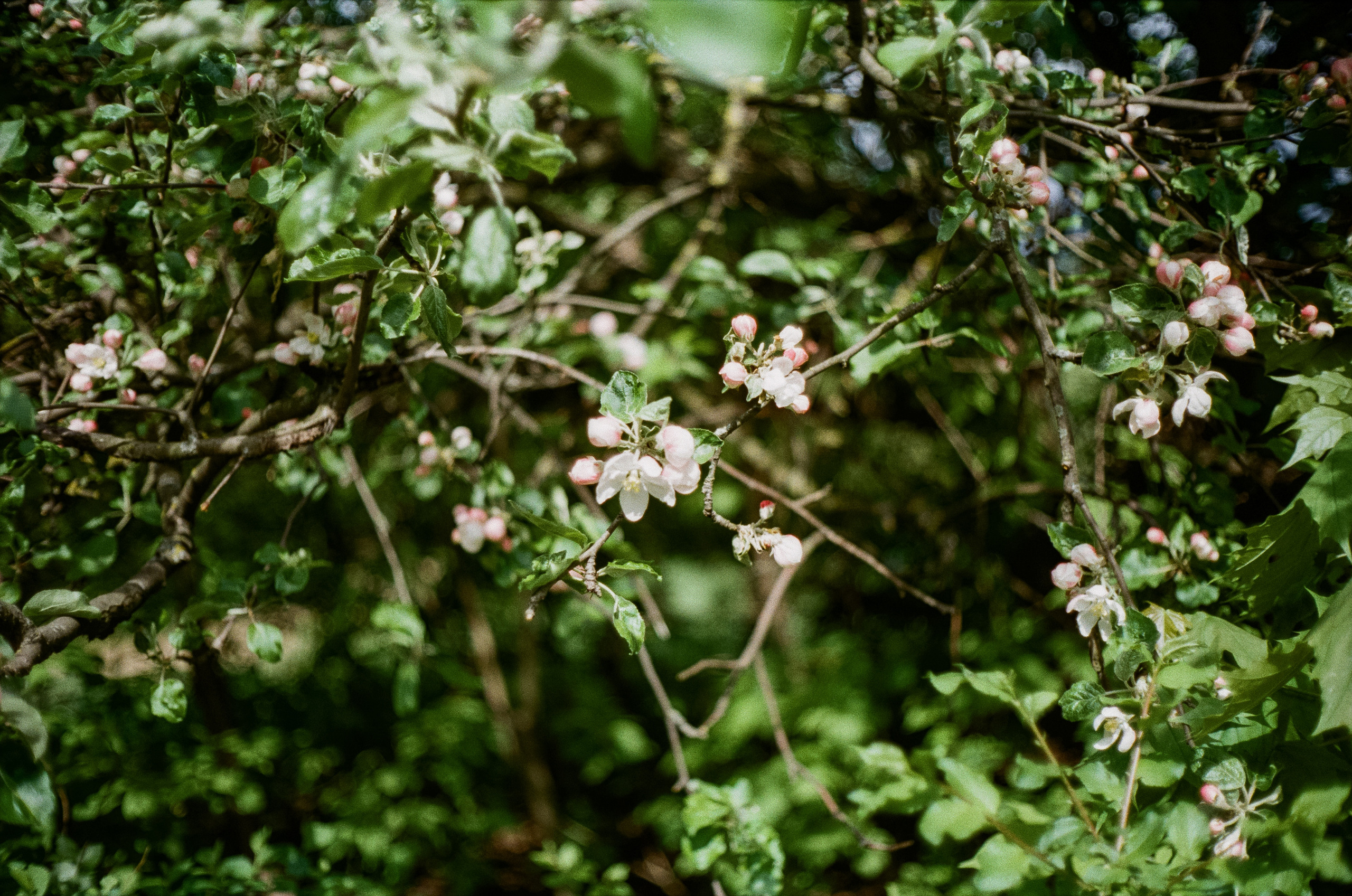 Minolta Hi-Matic 7sII