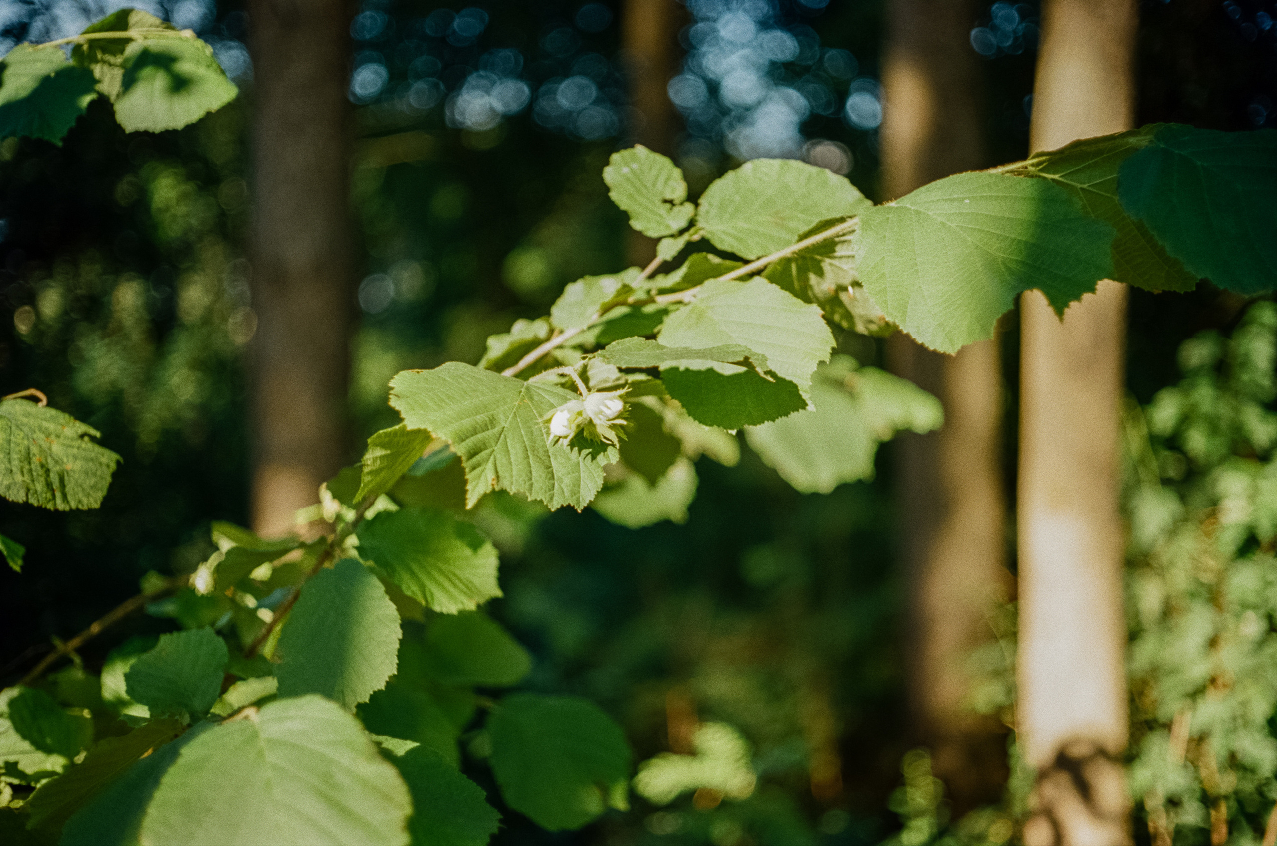 Canon Canonet QL17 G-III QL