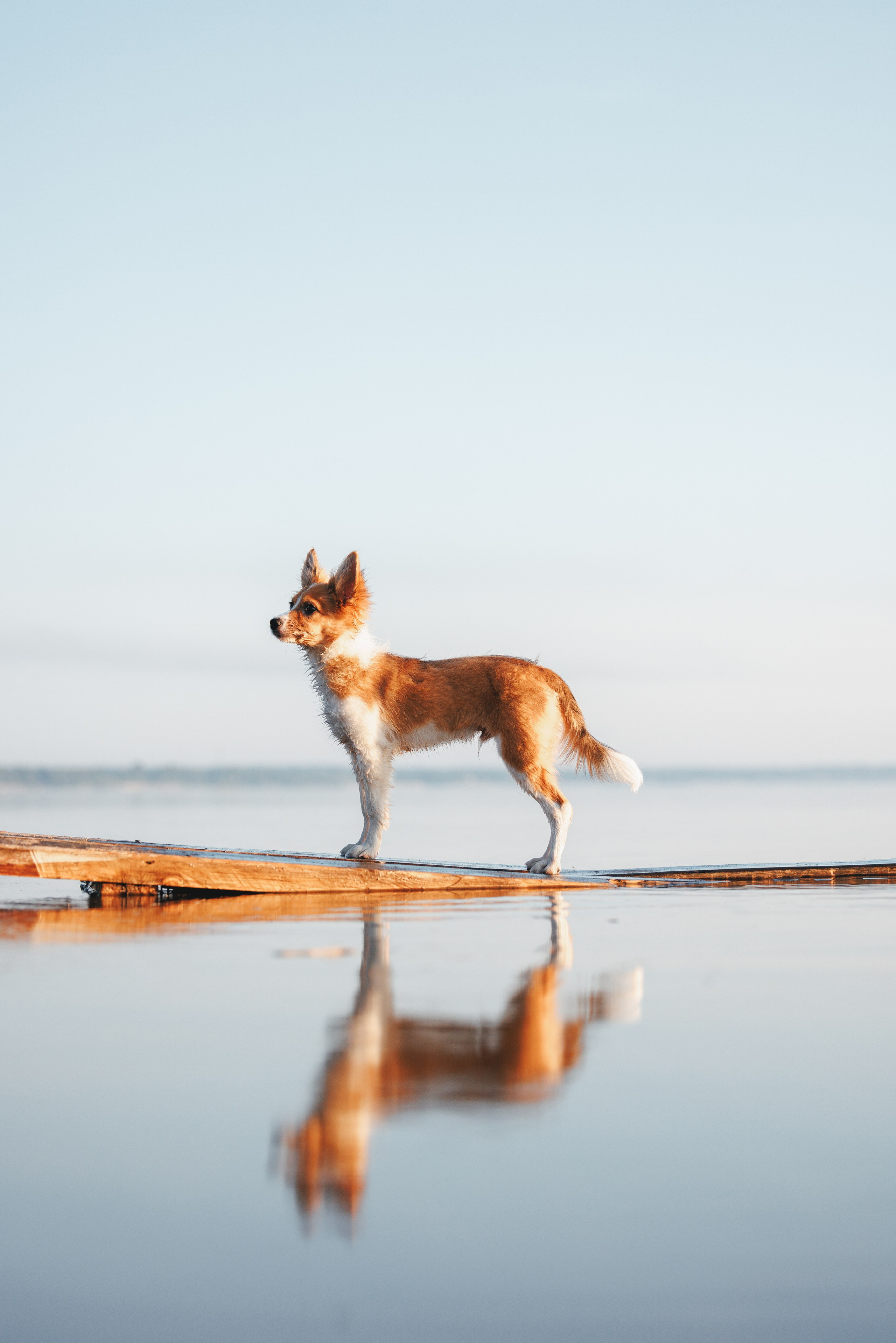 Токи, Янки, Лось, Мако и Рин. Фотограф анималист Осипчикова Мария