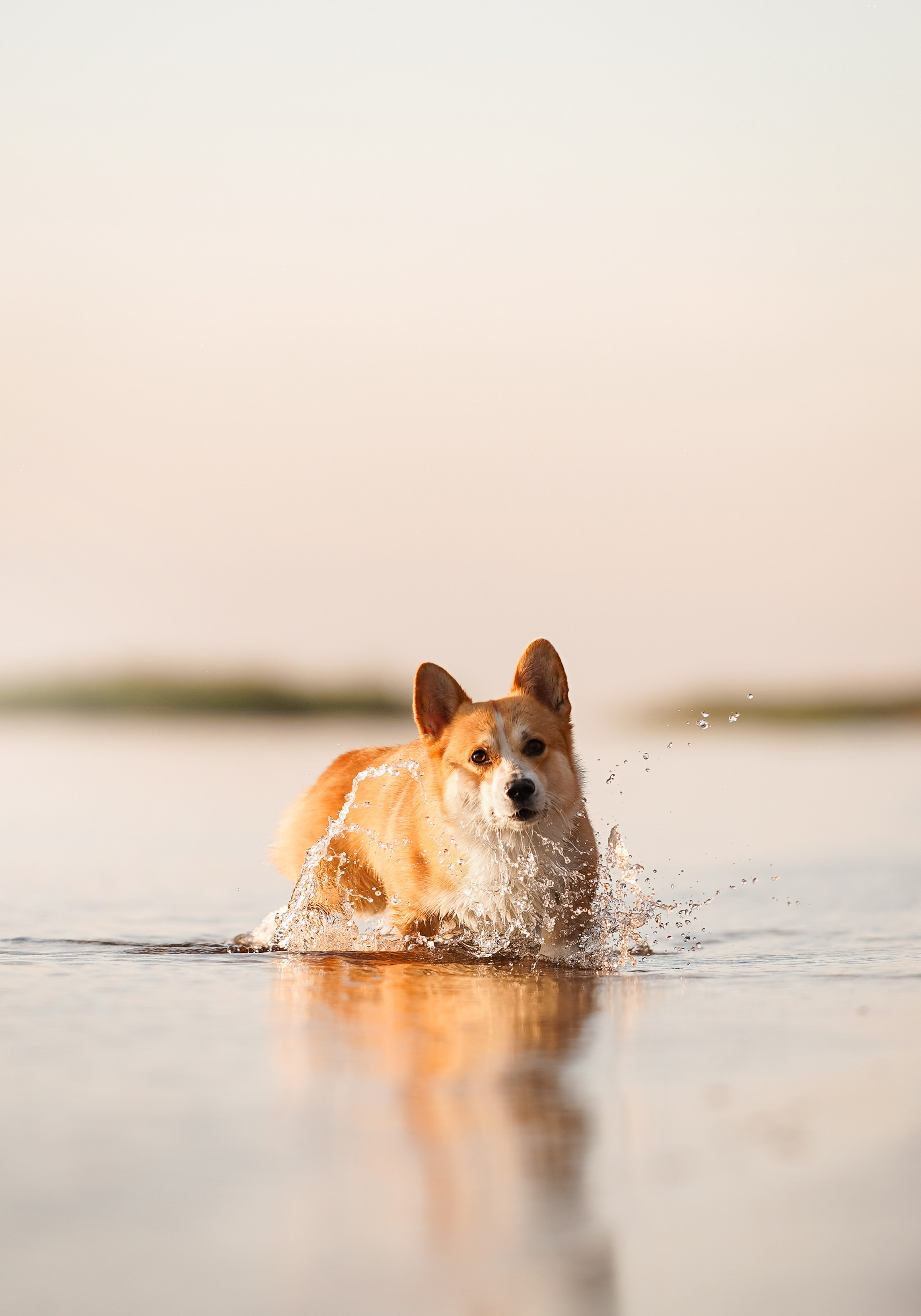 Таня и Оливер. Фотограф-анималист в Санкт-Петербурге Яна Мартынова