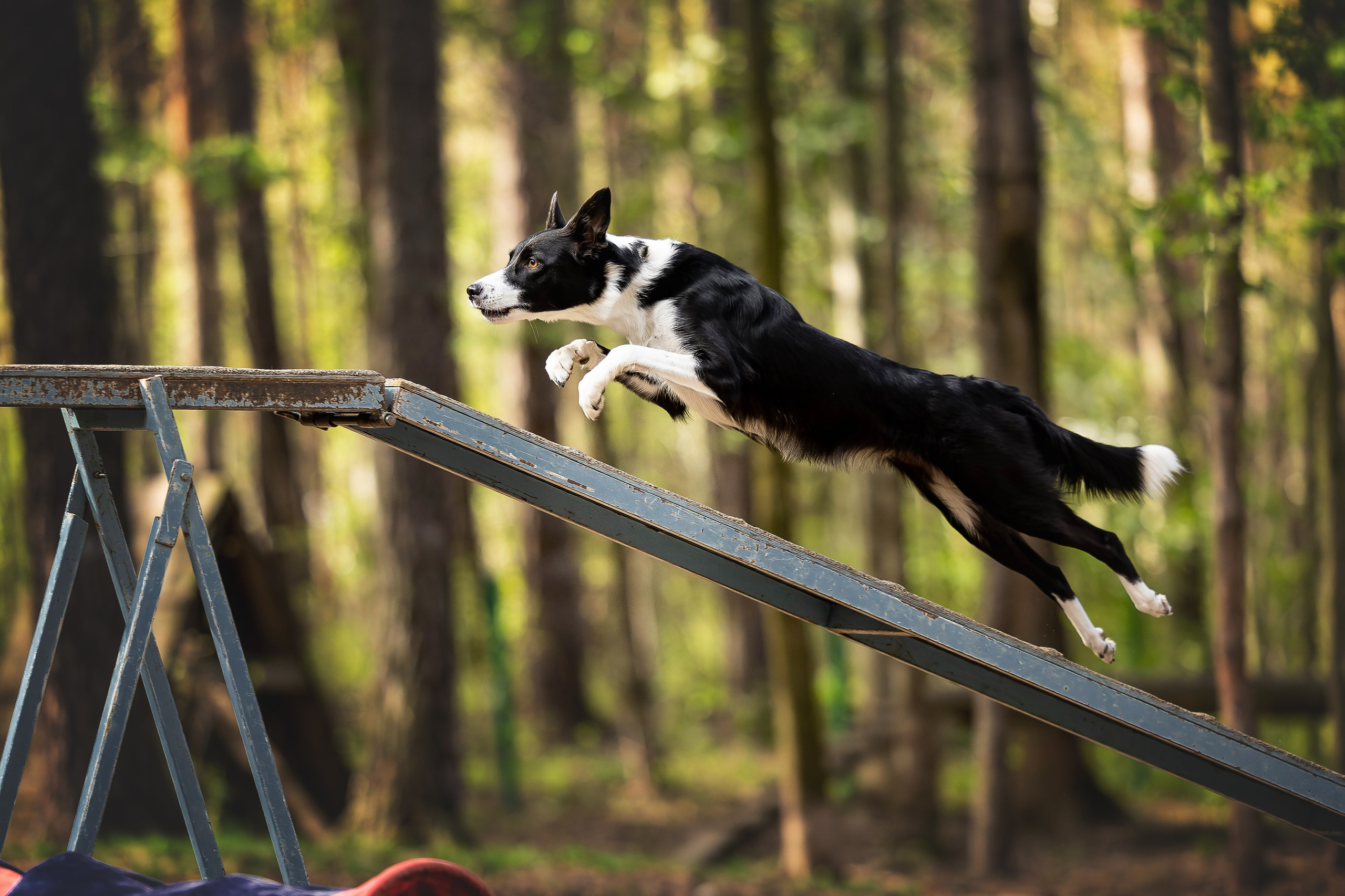 Тренировка аджилити. Фотограф Анималист в Перми Анастасия Остерман