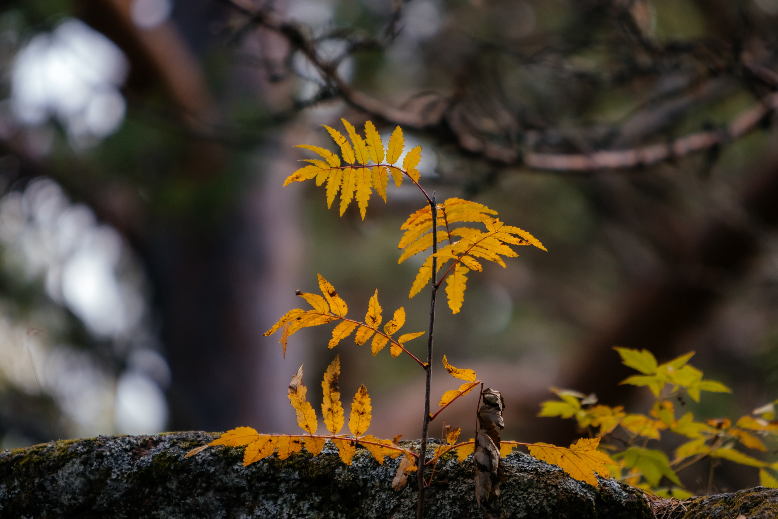 «Столбы». Фотограф в Красноярске Оксана Корчагина