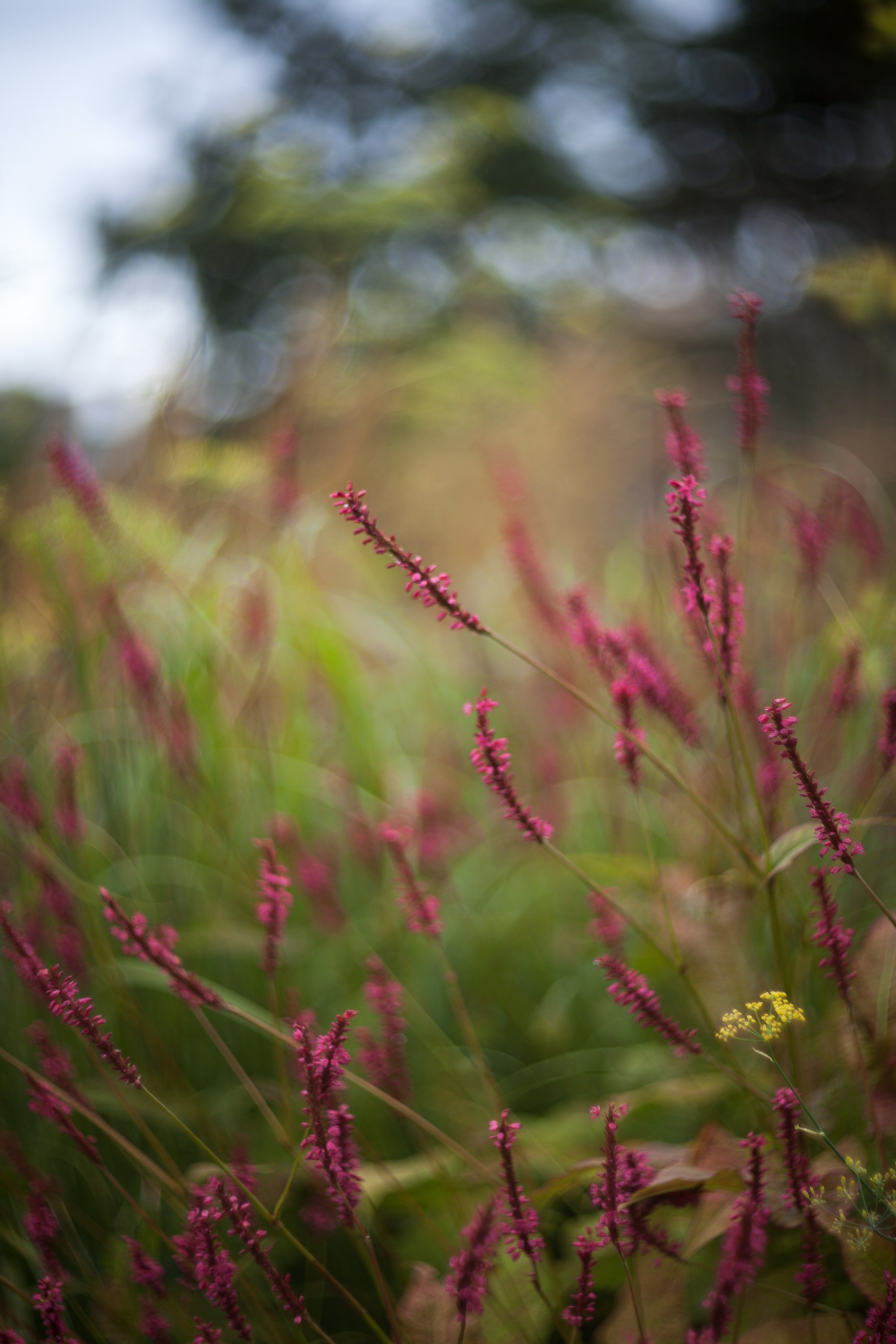 Новая Голландия — объект культурного наследия народов РФ федерального значения. Туманов Виталий — фотограф Москва