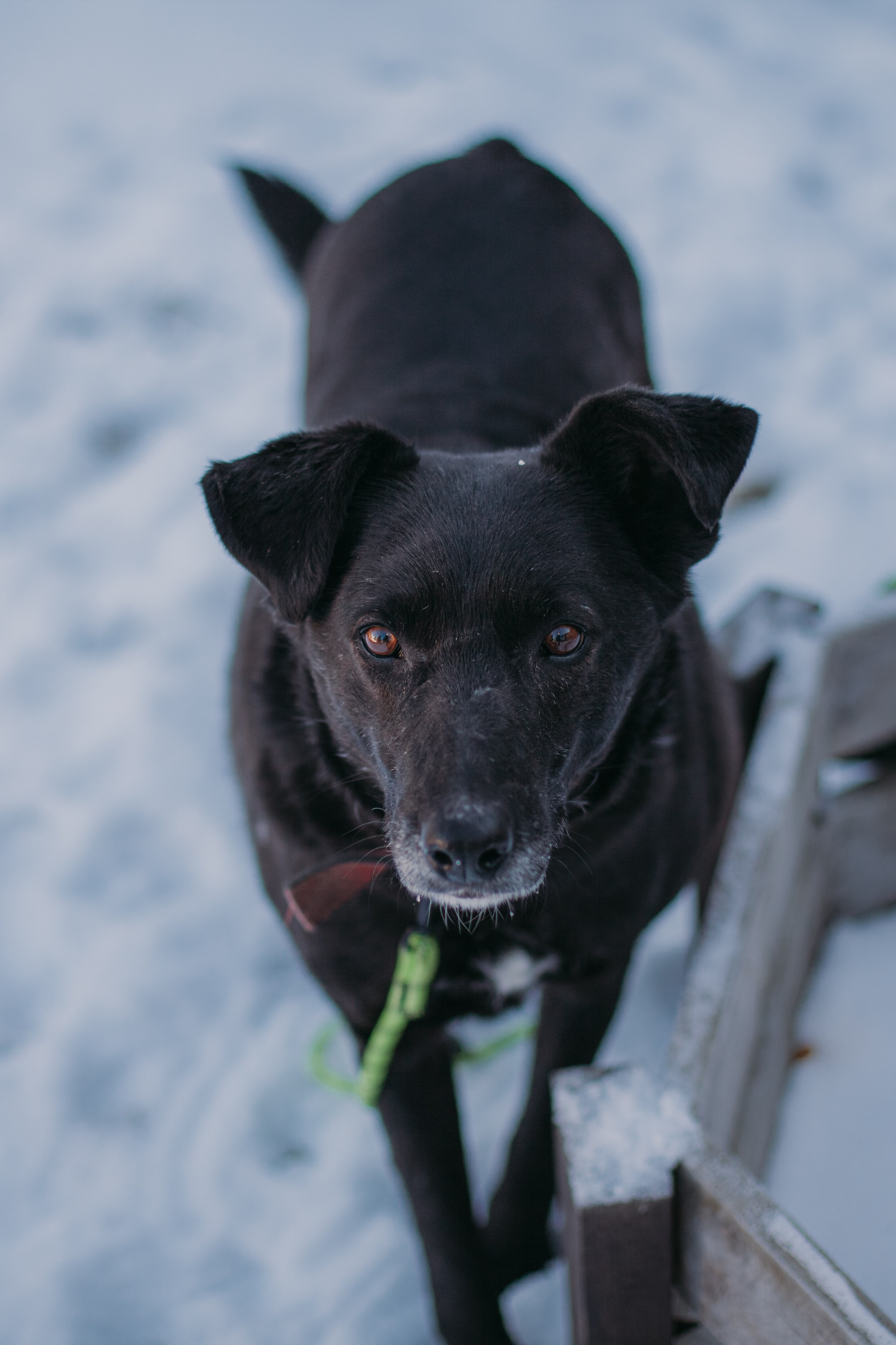 Фотосессии животных. Детский фотограф, фотограф-анималист