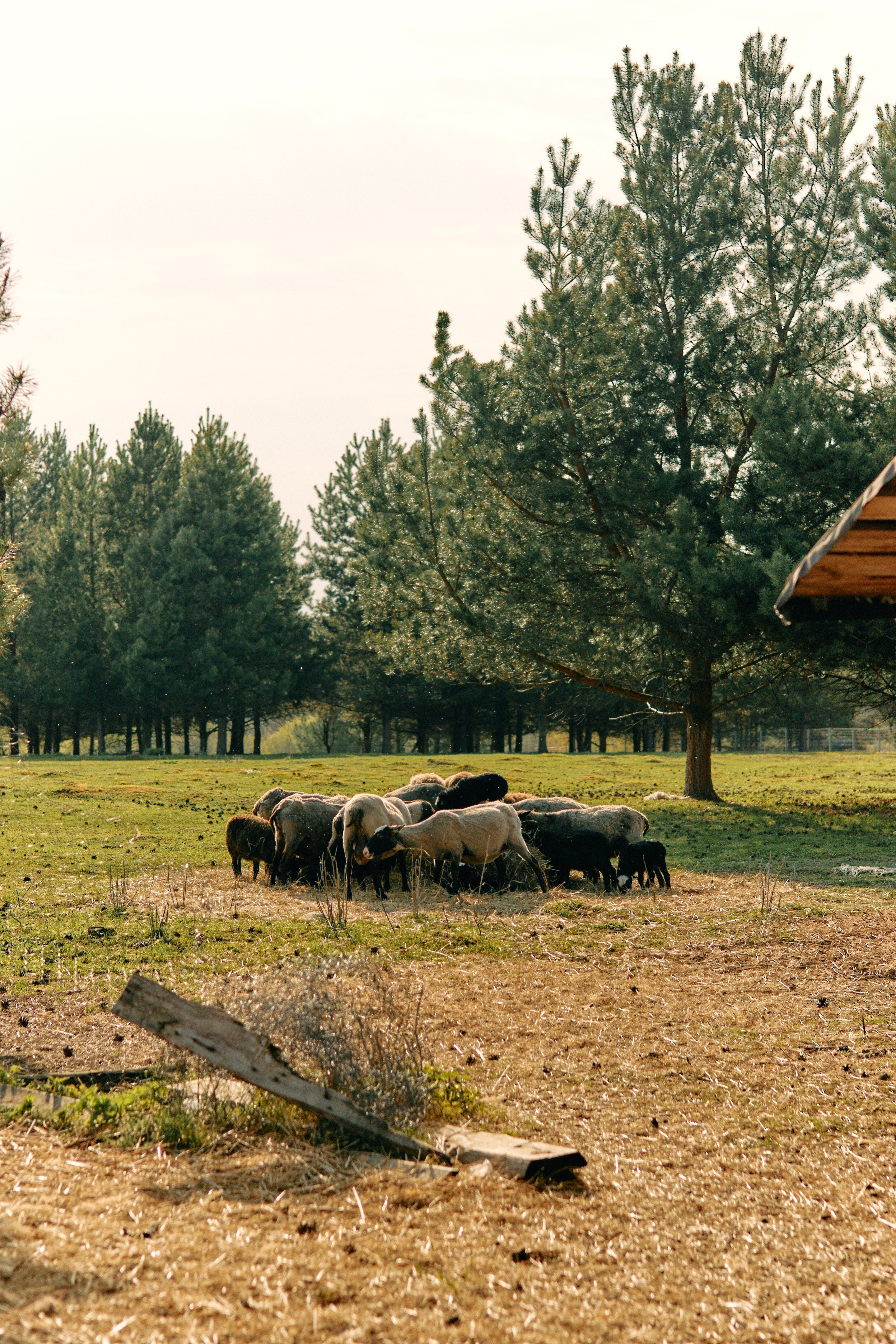 Бутик-отель Поле летом. Профессиональный Фотограф во Владимире, в Москве и в Суздале — Полина Романычева