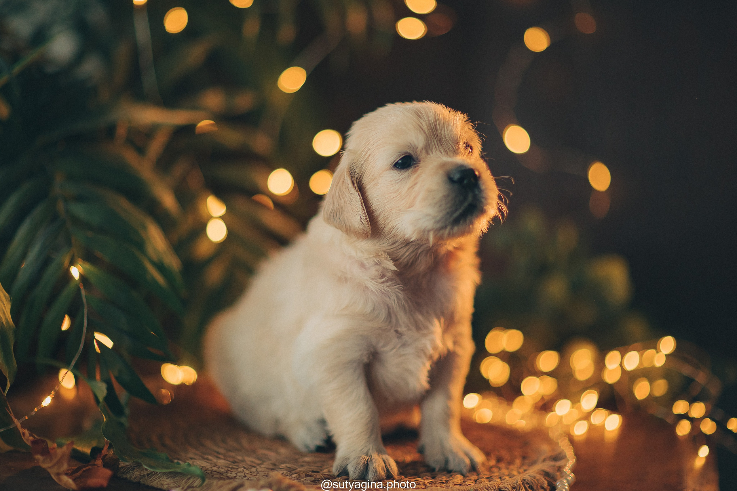 Серая лента. Свадебный и женский фотограф
