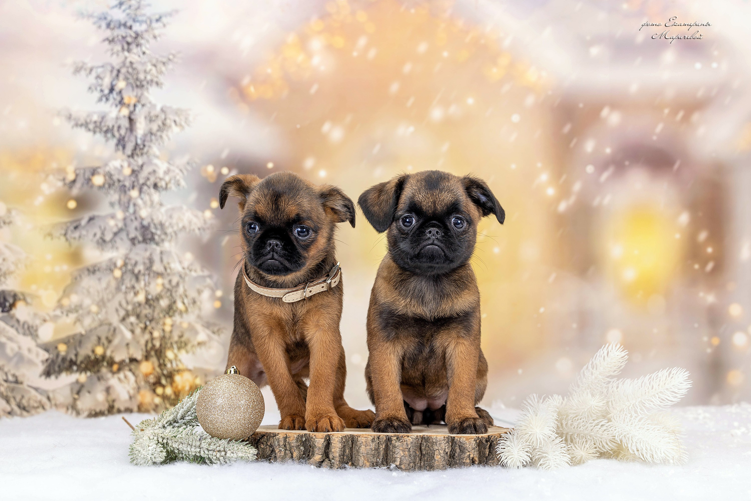 Галерея щенков. Фотограф-анималист в Омске Екатерина Маричева