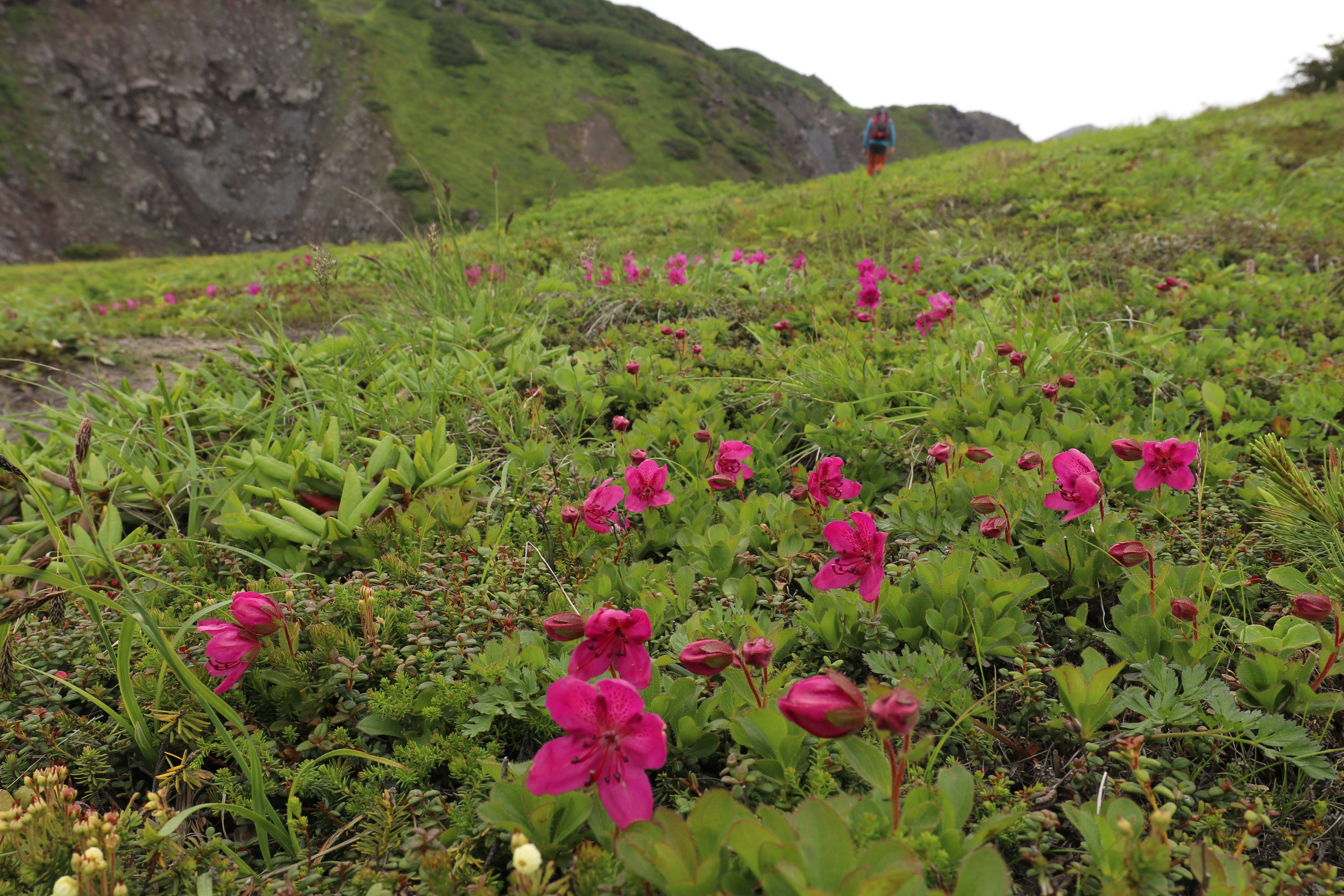 Камчатка и о. Парамушир. Июль 2024. Путешественник-фотограф из Санкт-Петербурга Татьяна Свистулина