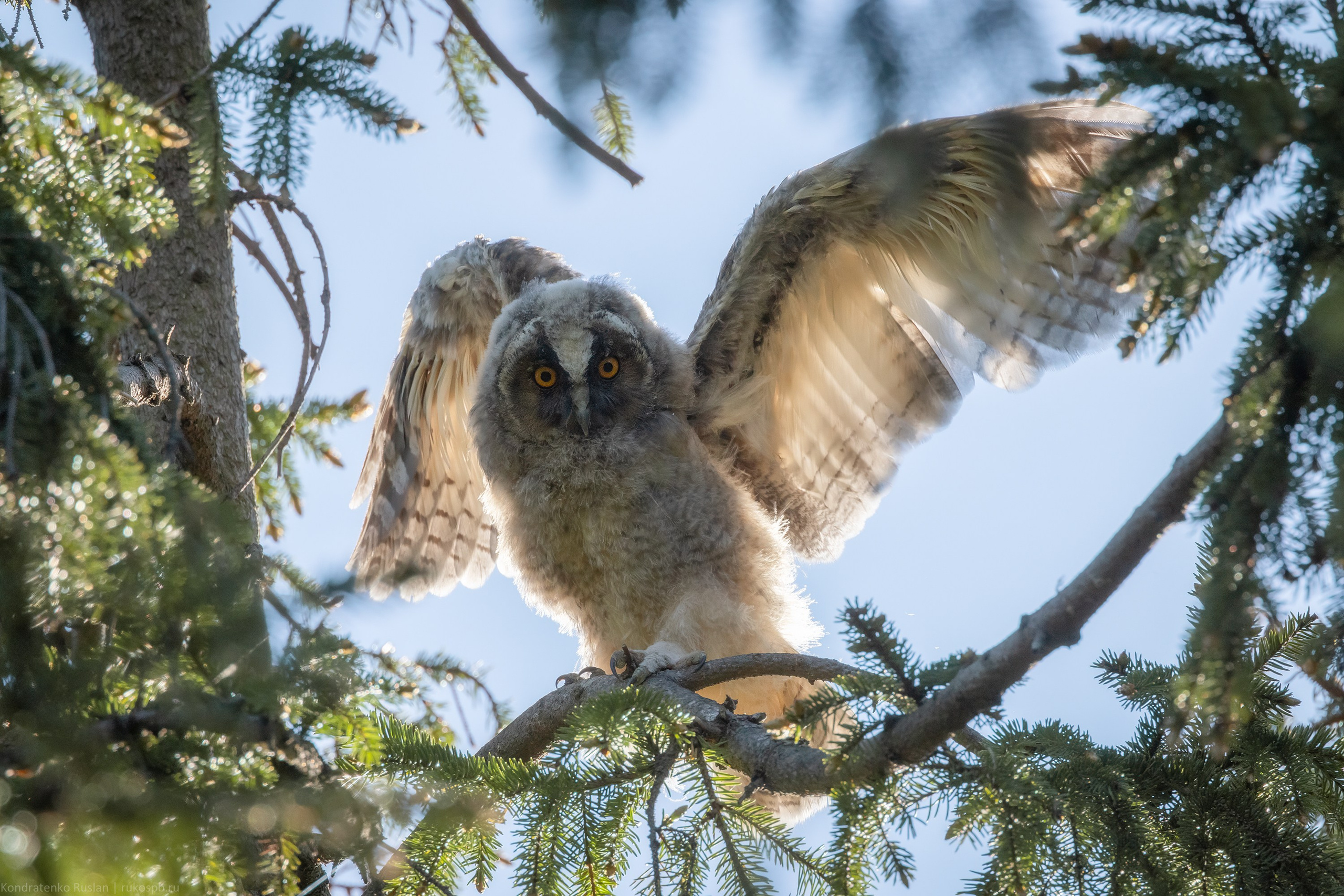 Ушастая сова. Архитектурный и пейзажный фотограф Кондратенко Руслан, Санкт-Петербург