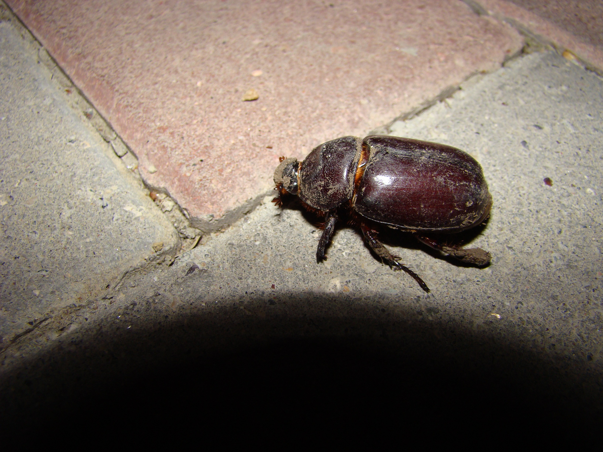 Кабардинка 25.07-01.08.2008. Семейный, Свадебный фотограф СПБ Питер— Романова Екатерина