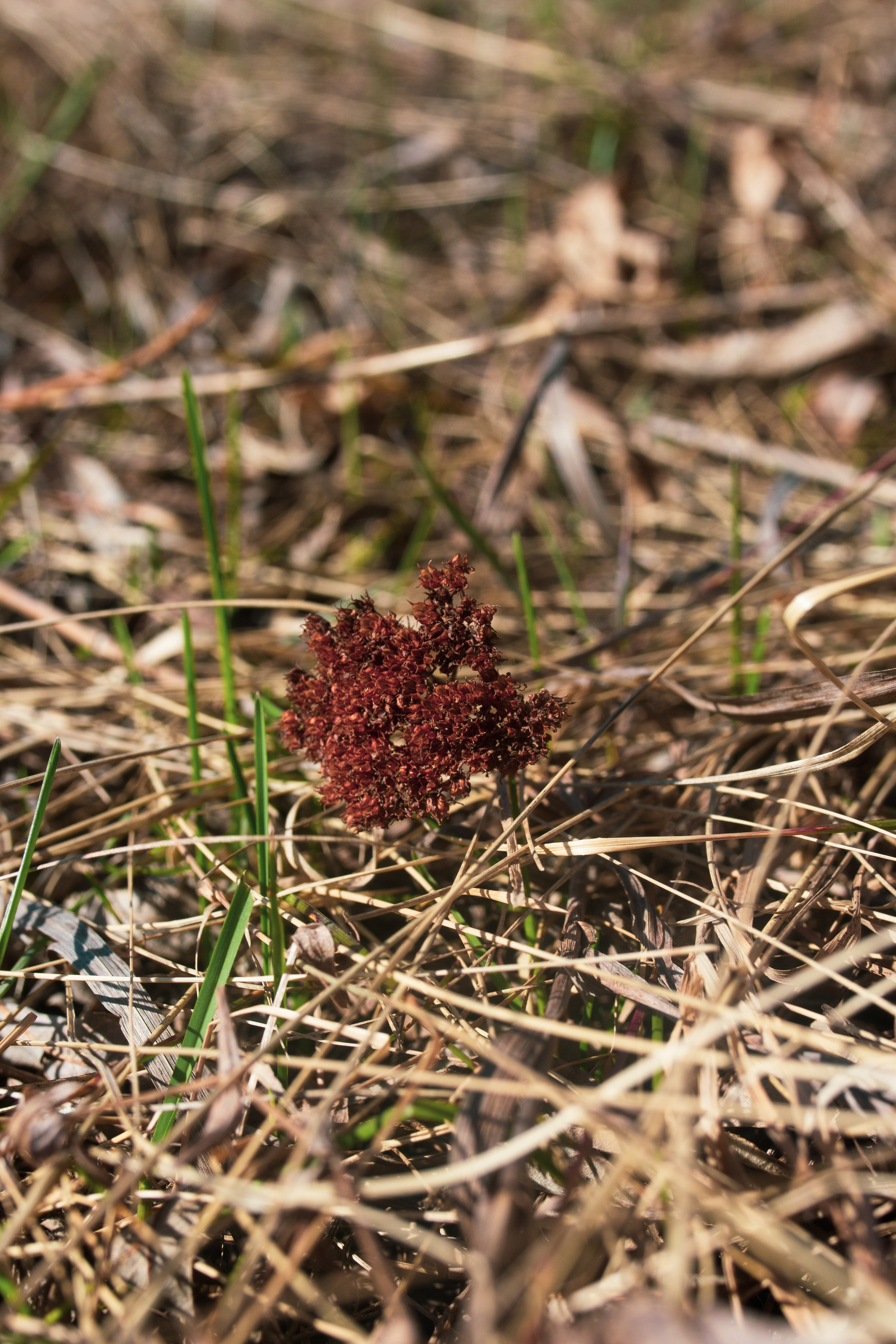 Природа/Животные