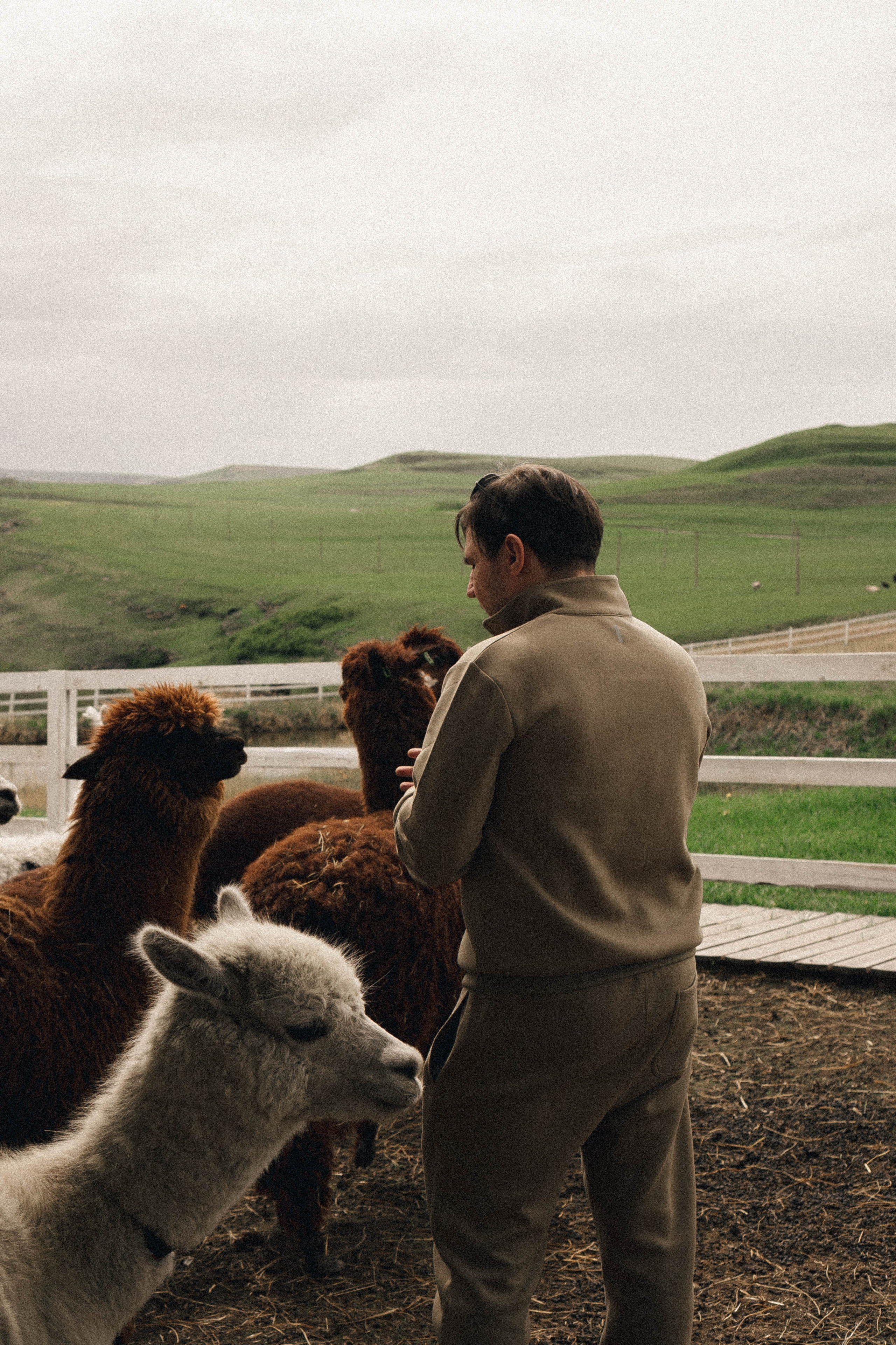 Ферма Альпак. Профессиональный фотограф, Санкт-Петербург — Виктория Богомолова