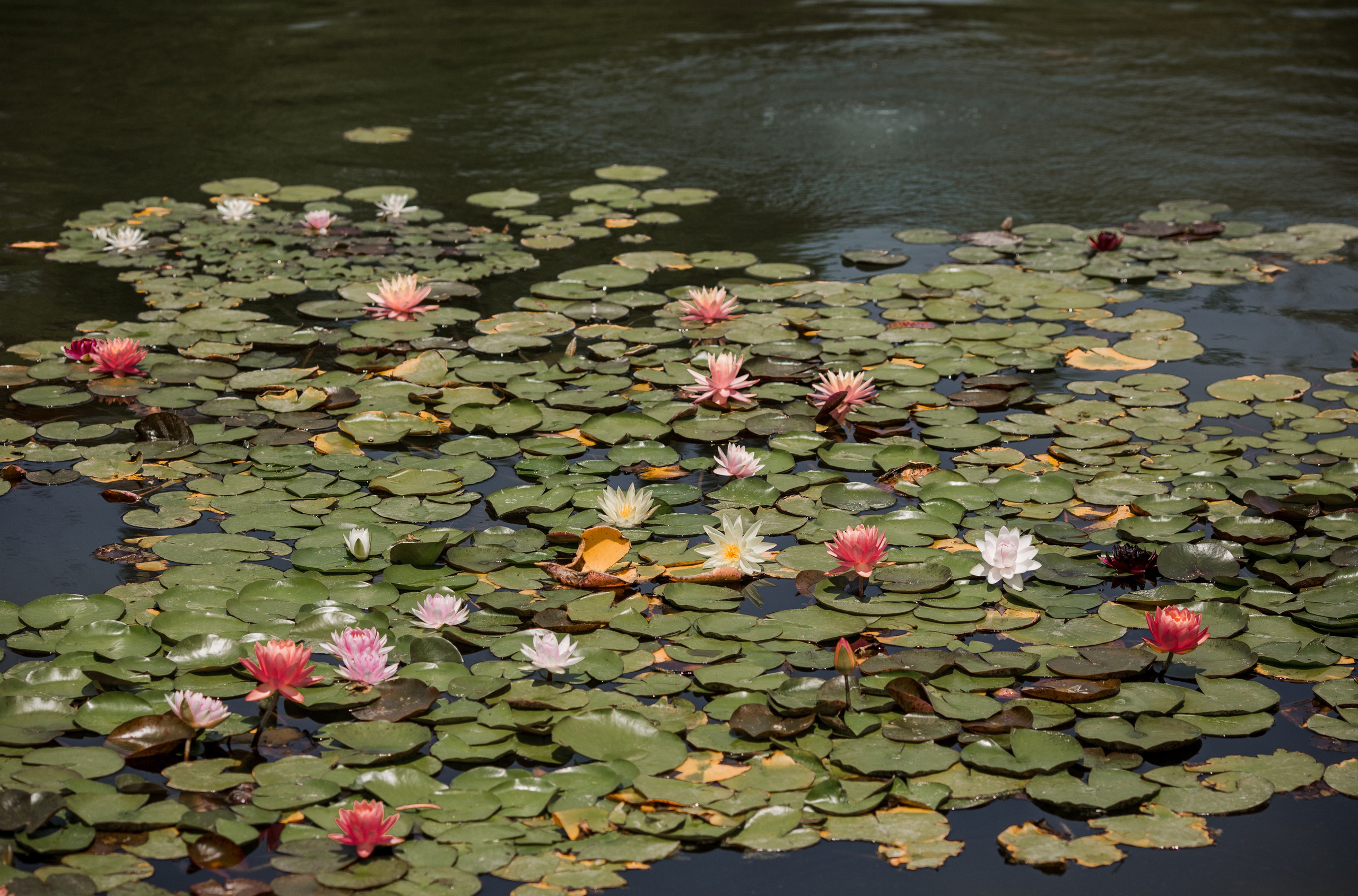 Лев и Диана. Свадебный и семейный фотограф в Краснодаре