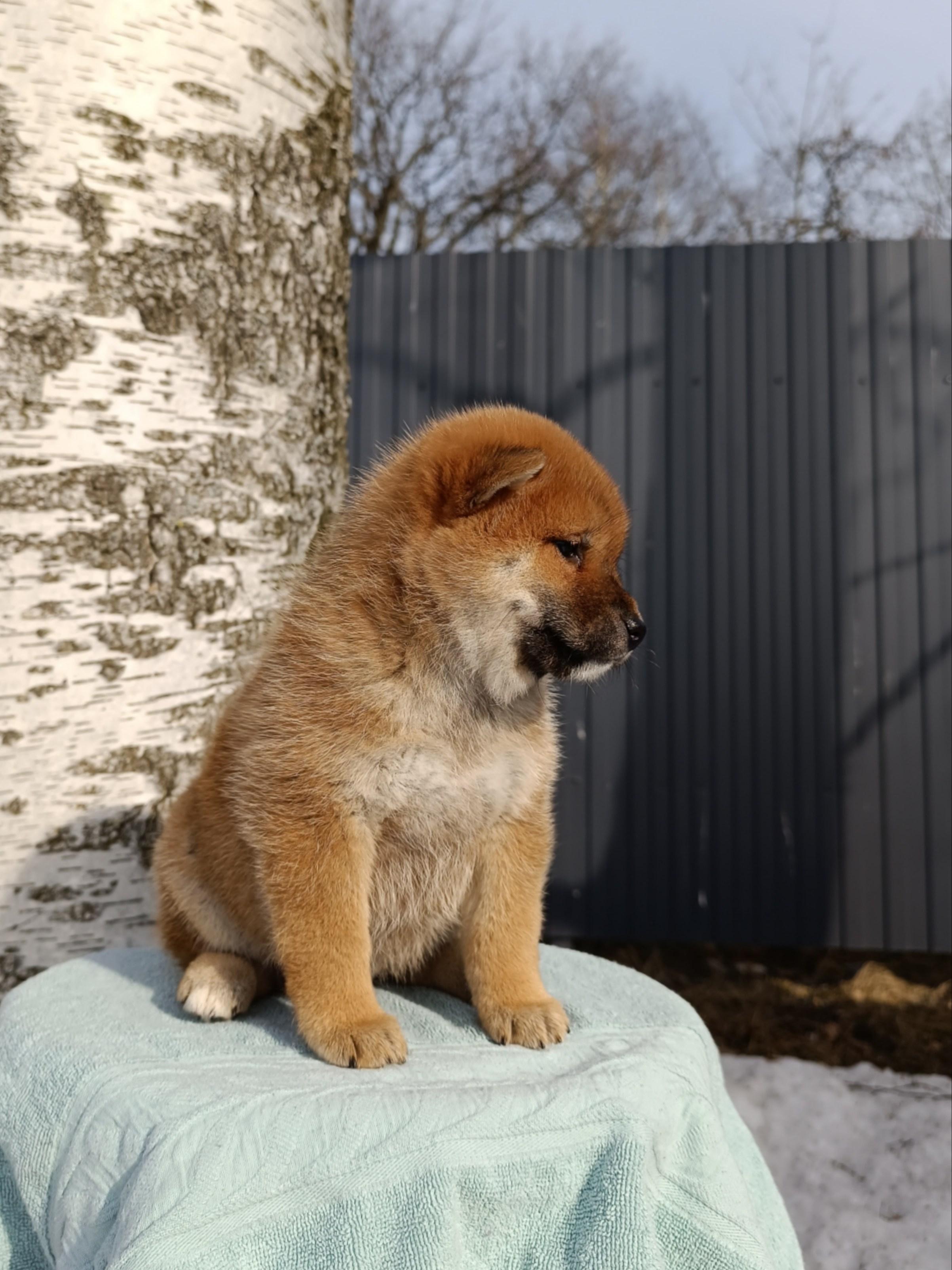 Сиба Rubylight Ellis питомник Рубилайт 